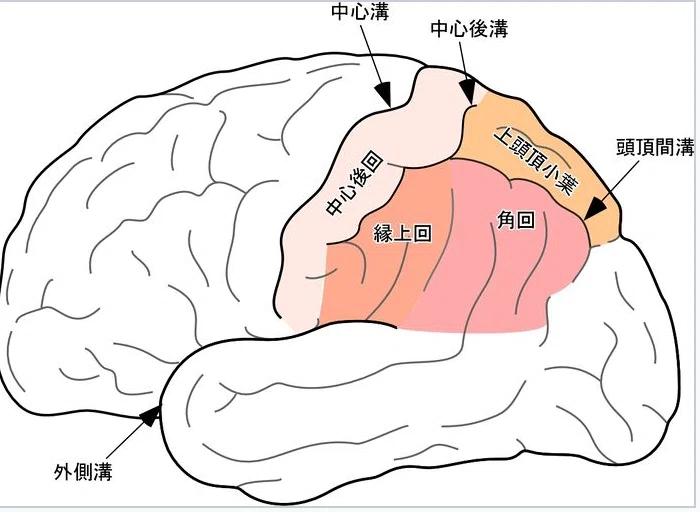 第60回理学療法士国家試験 午後46−50の解説|Sixty_valleyのページ