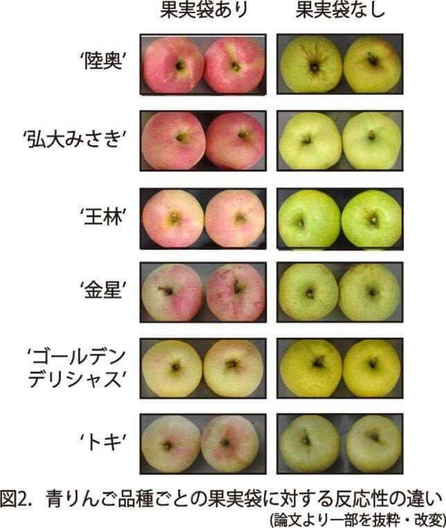 陸奥」などの青リンゴが、赤リンゴになれるメカニズム解明！品種開発や