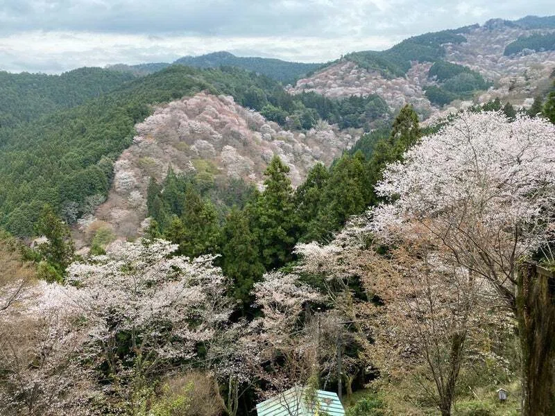 ☆2025年版：人生で一度は見たい、吉野の桜！本当はかなり過酷！アラ還