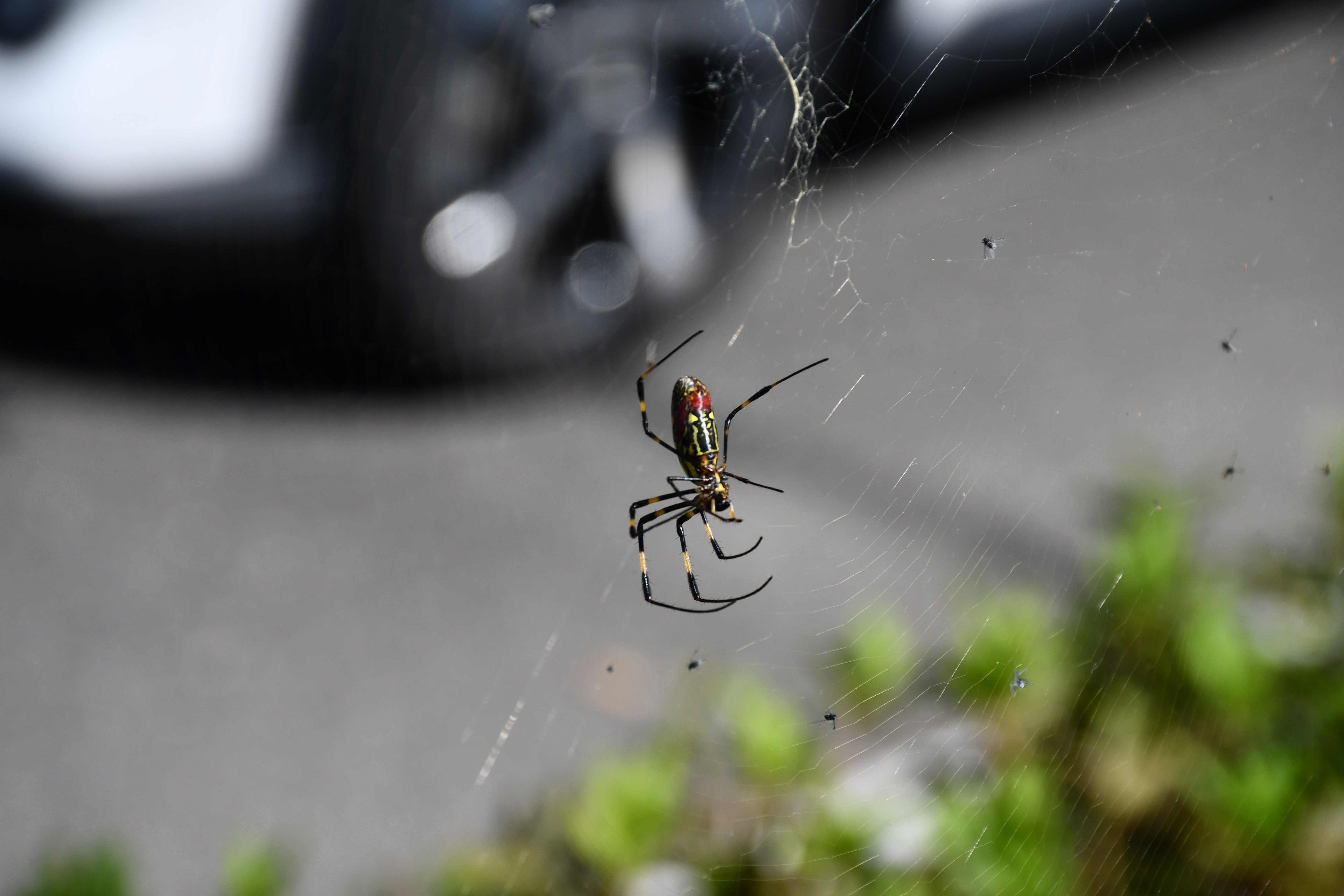 ジョロウグモ Joro-spider (Trichonephila clavata)｜MURA