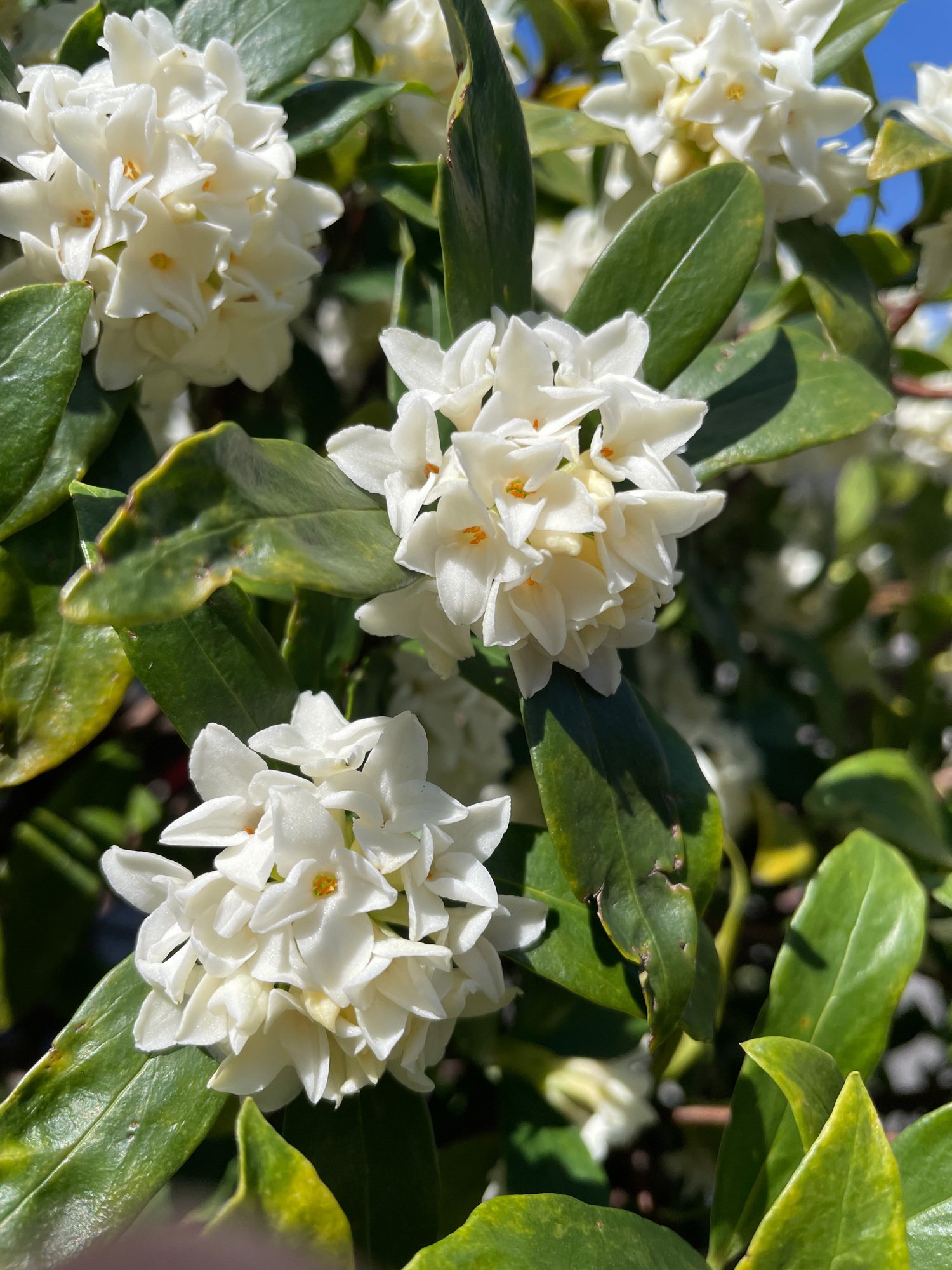 伯父の沈丁花が今年も満開になりました。｜花と日々 yas