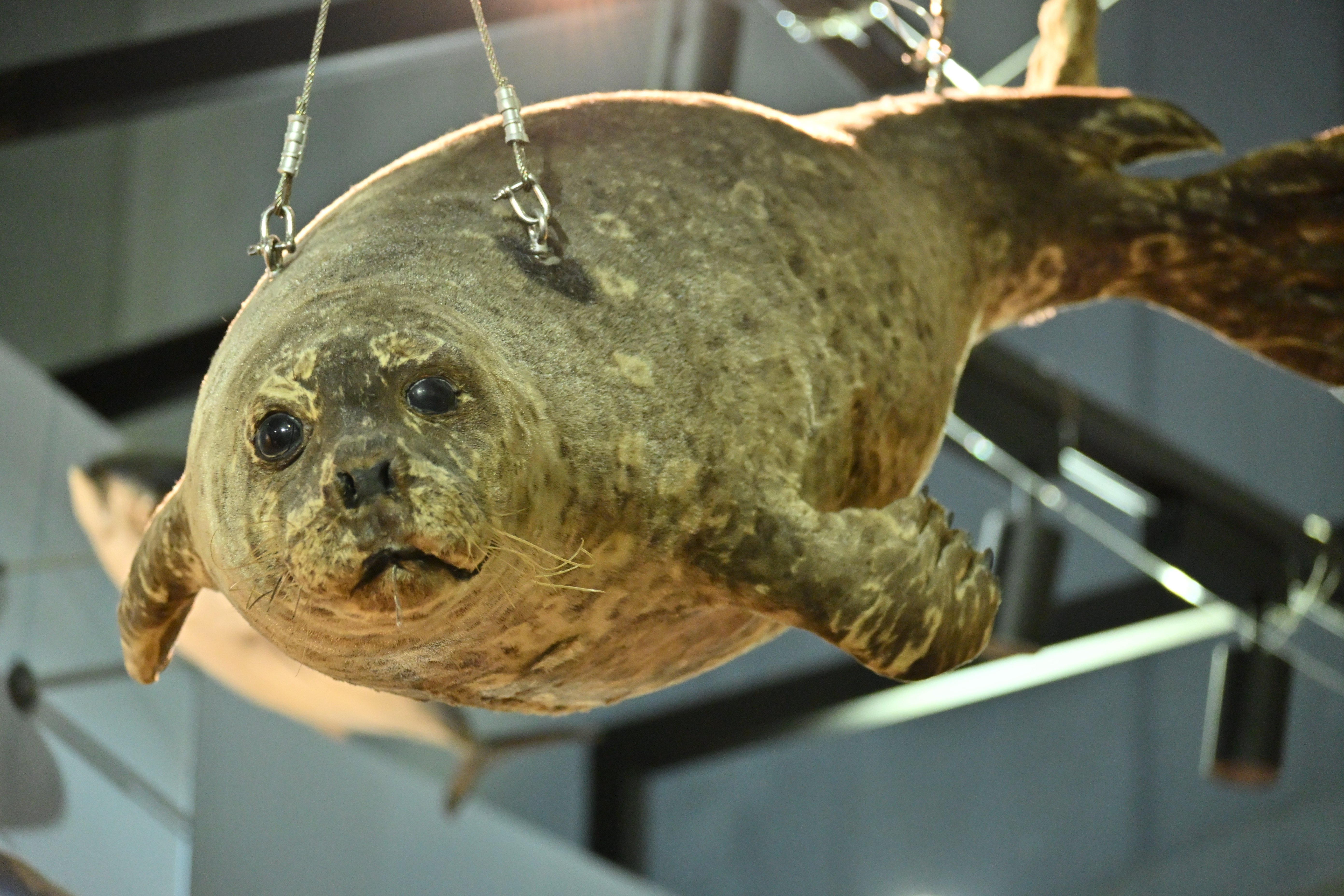 日本のアザラシ探訪記⑧新江ノ島水族館・伊勢シーパラダイス｜ヒロサキ