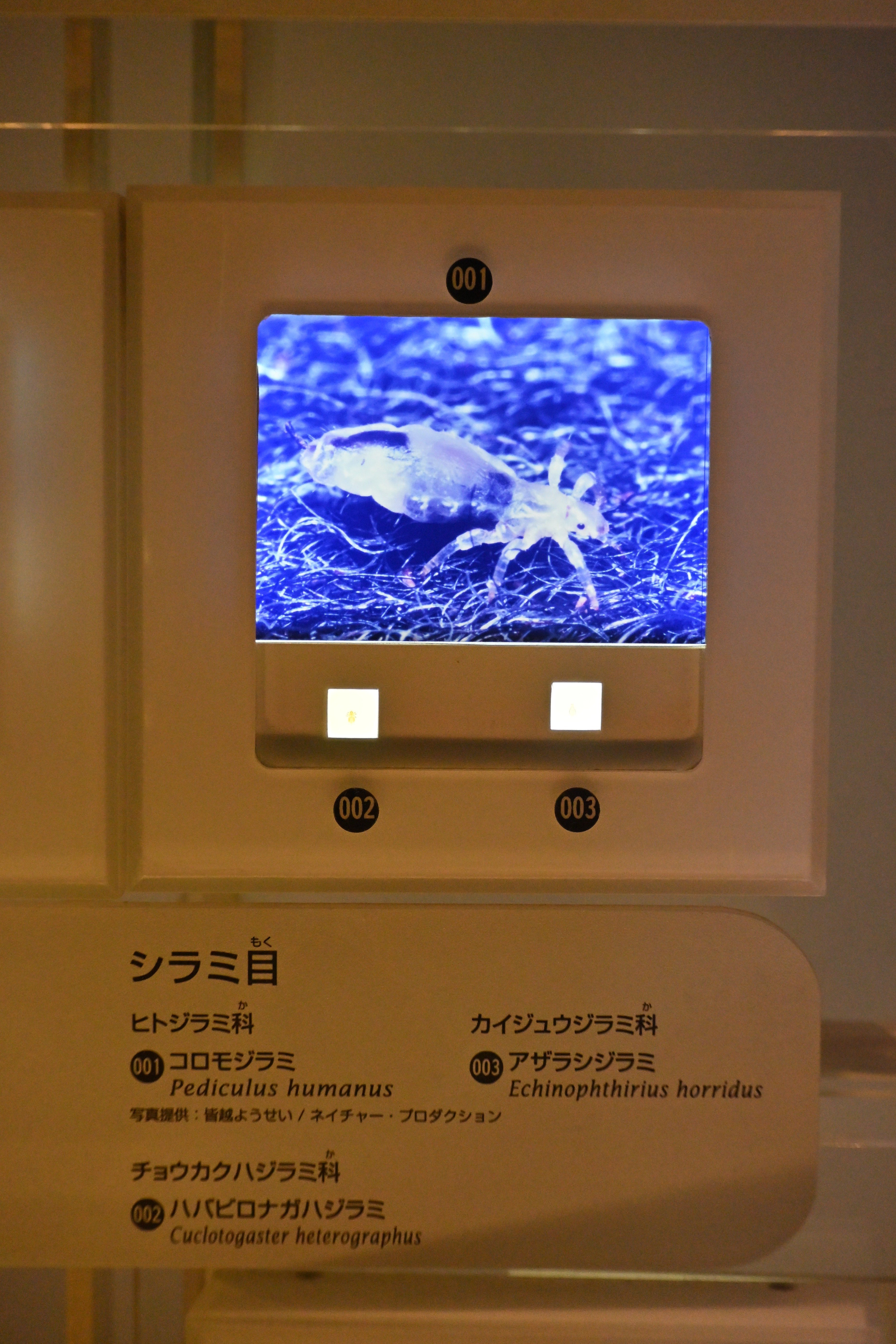 温泉アザラシオーダーページ 実物】「アザラシ幼稚園」で人気のオランダ施設、旧プールのタイルを
