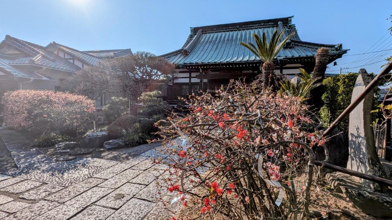 鎌倉・材木座「九品寺の木瓜 2025」【四季折々の花、草木】〈名所編