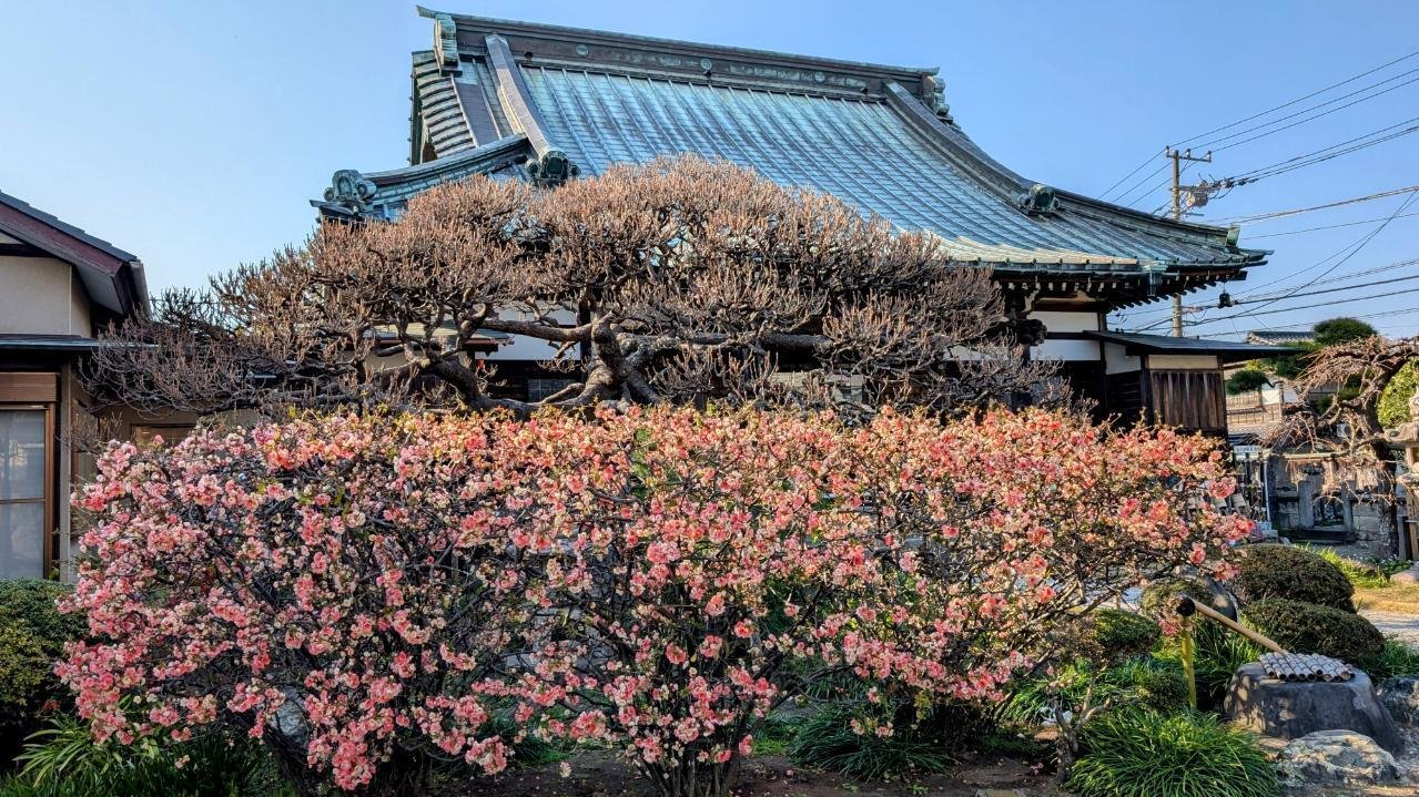 鎌倉・材木座「九品寺の木瓜 2025」【四季折々の花、草木】〈名所編