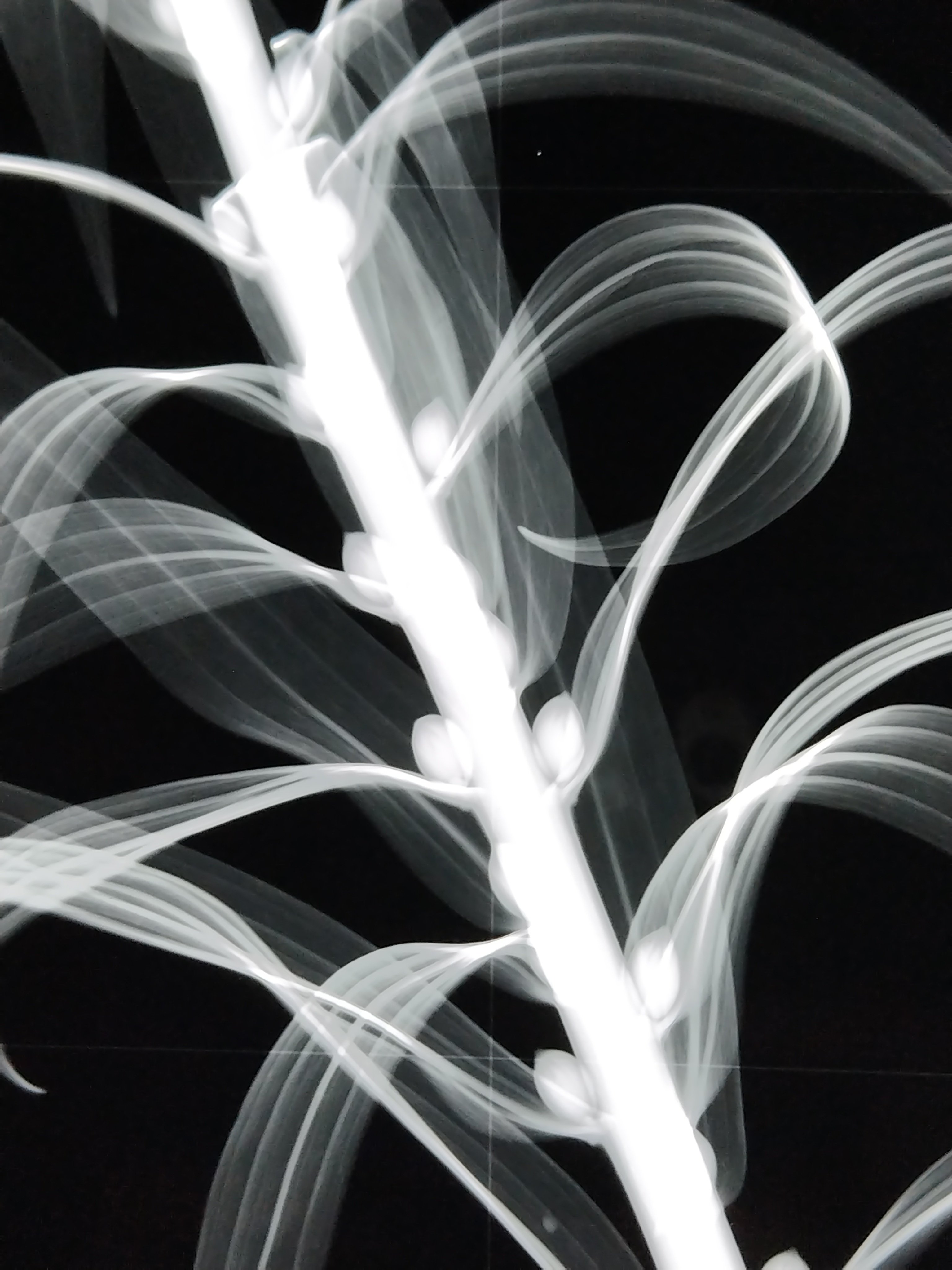 花の骨」のインパクト（3月23日/日）｜名秀子nahoko