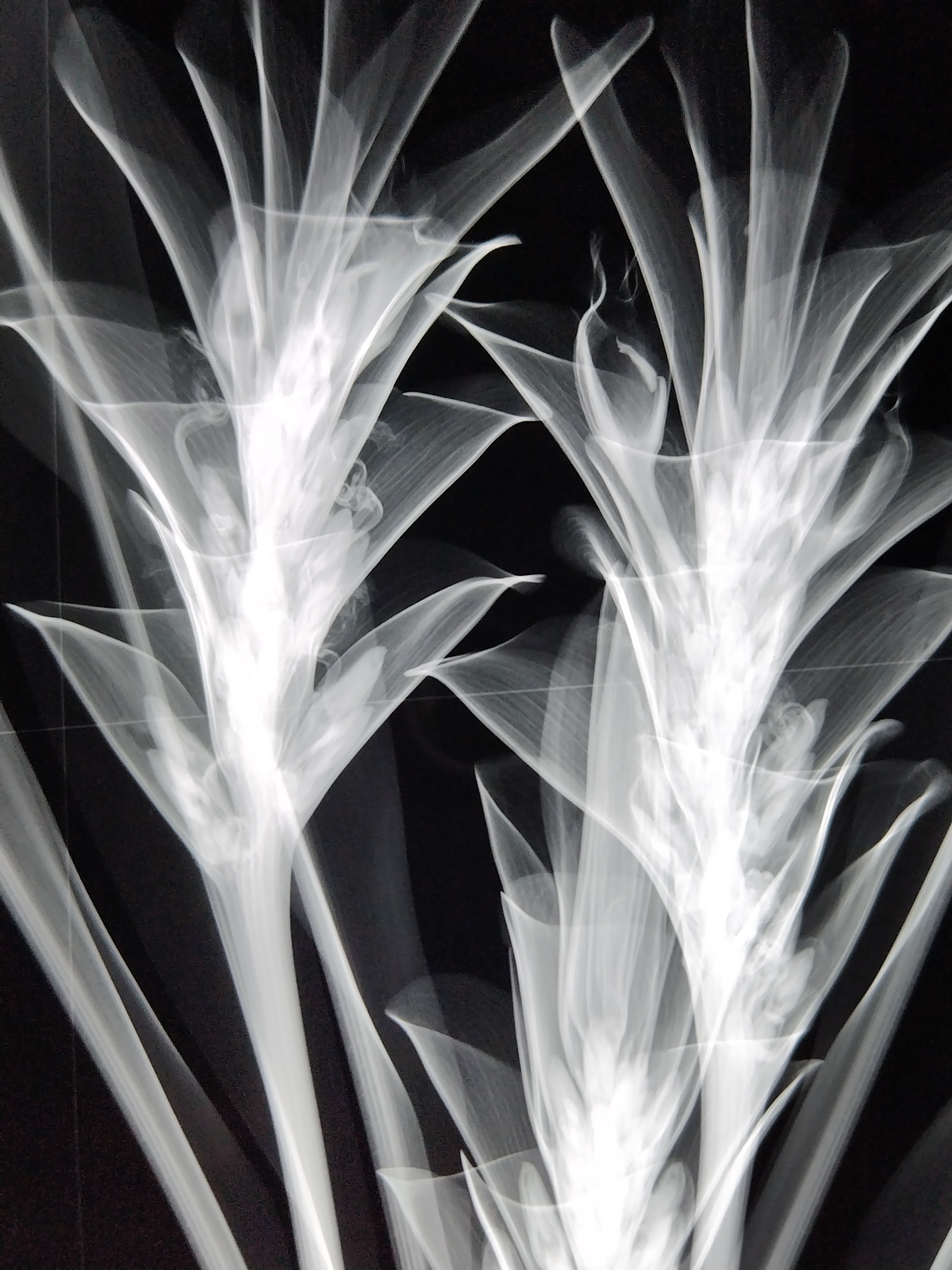 花の骨」のインパクト（3月23日/日）｜名秀子nahoko