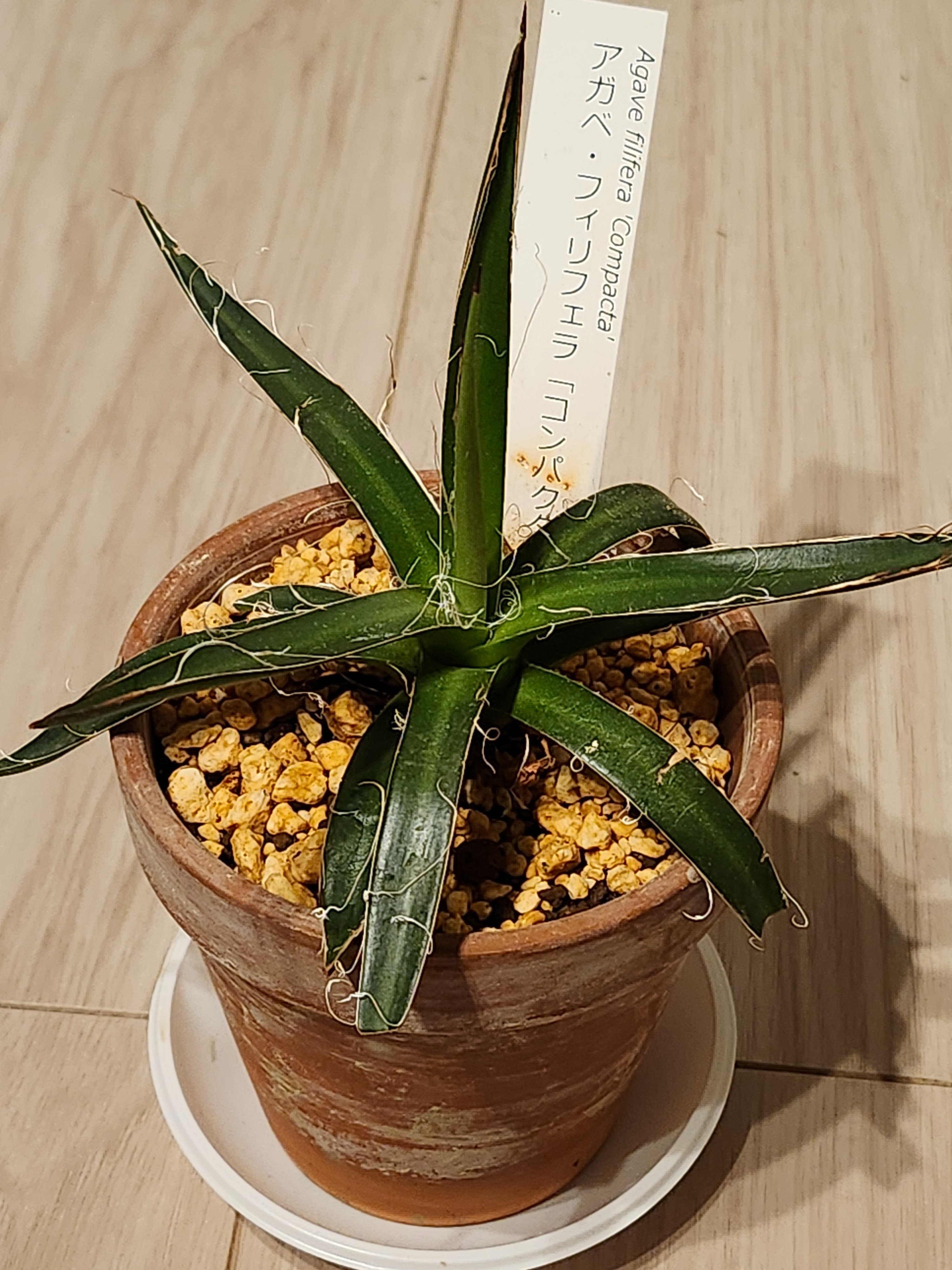 アガベ フィリフェラ アガベ フィリフェラ シディゲラ agave filifera ssp. schidigera