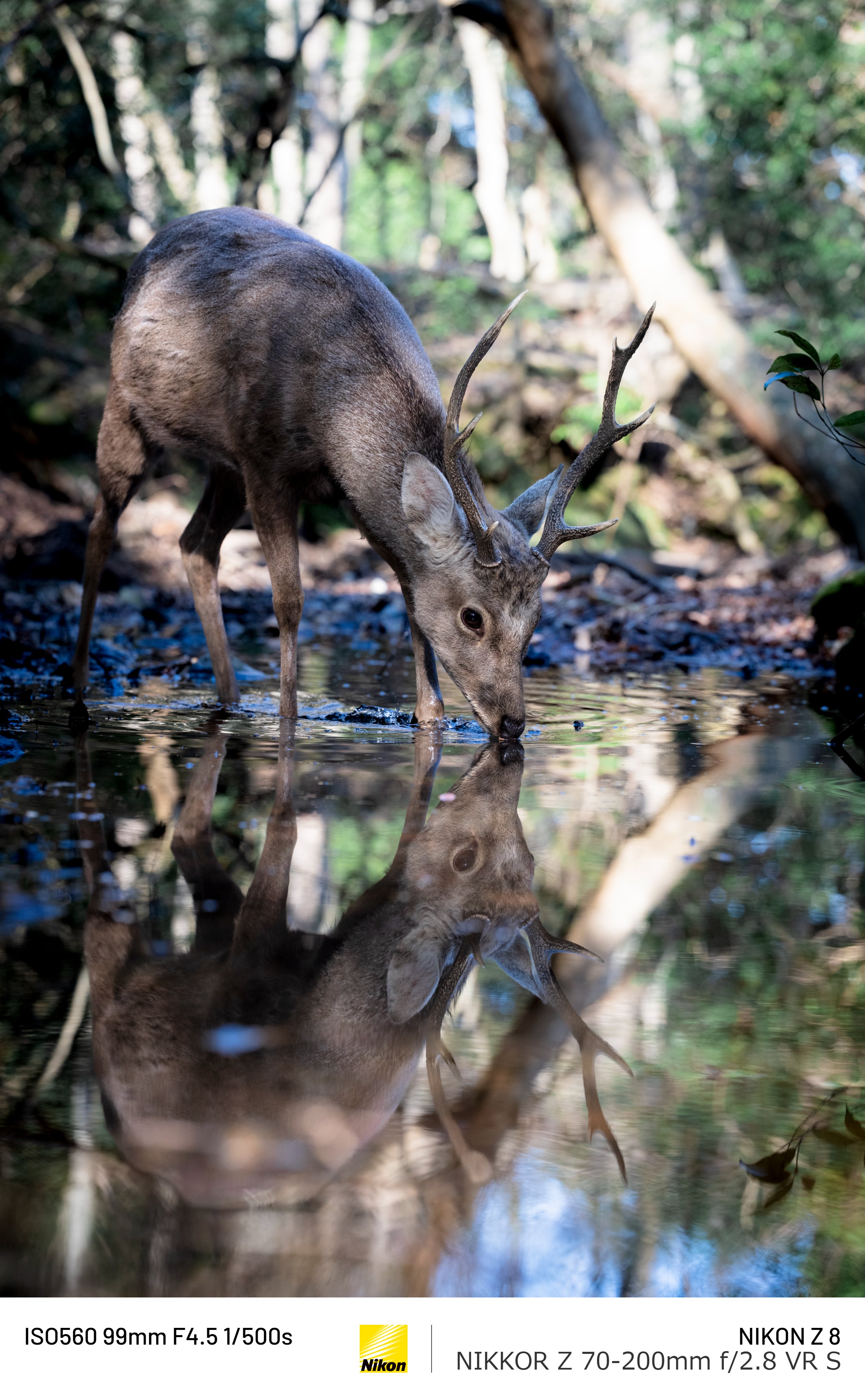 NikonD750とTAMRON70-200mm ナナニッパ対決 Nikon vs Tamron｜𝓜𝟑