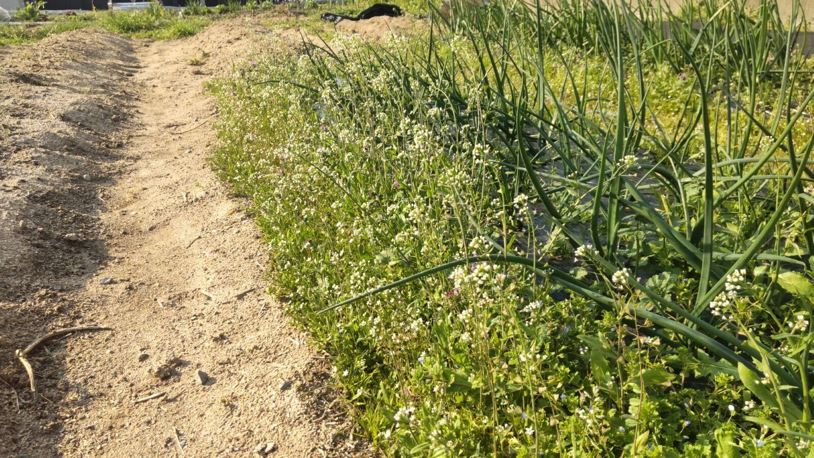 玉ねぎ畑の草刈りをしつつ、里の畑の草たちと戯れる｜ぬくみねっと