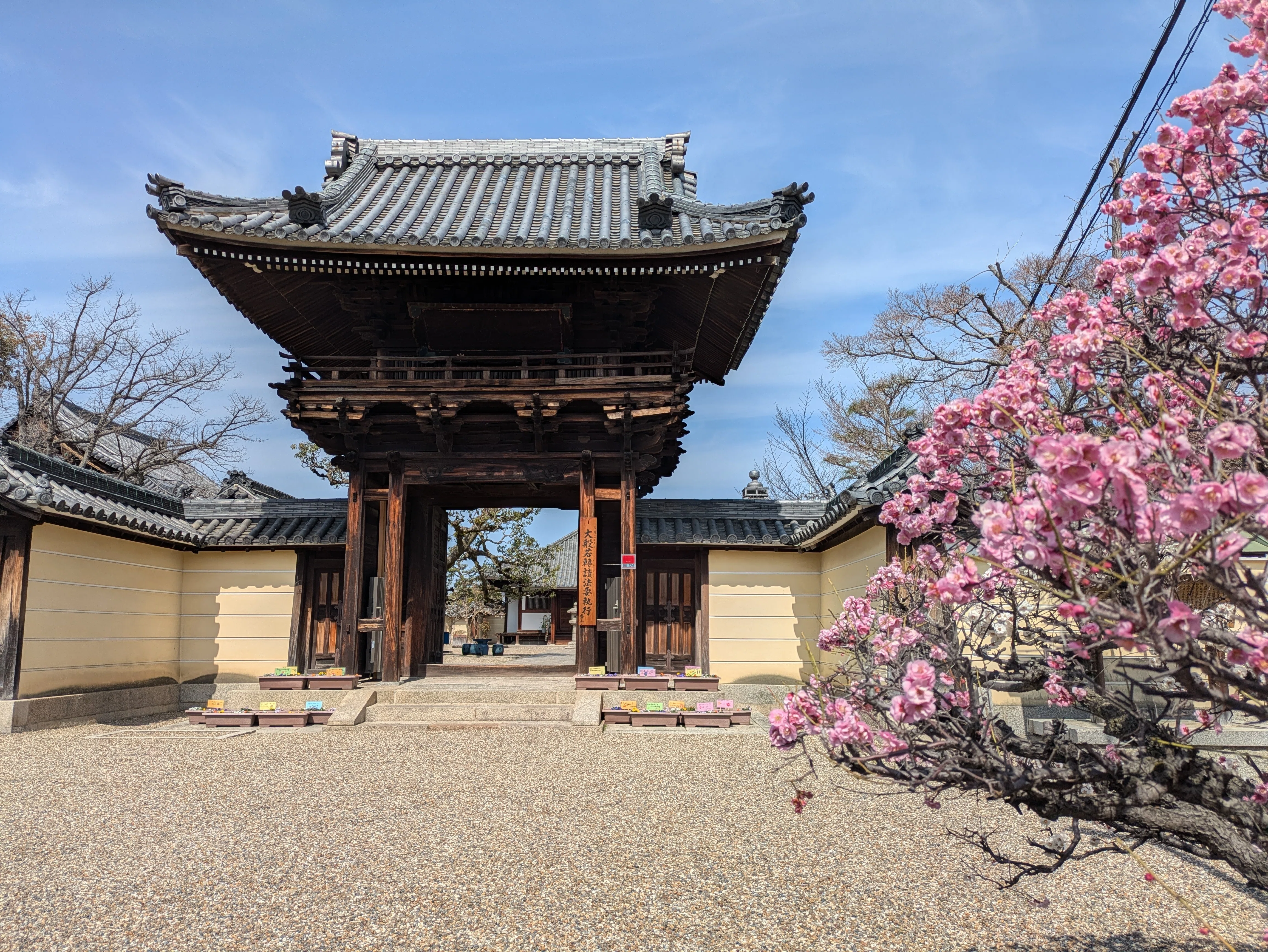 梅を満喫「道明寺/道明寺天満宮」【写真感シリーズ】2025年3月14日