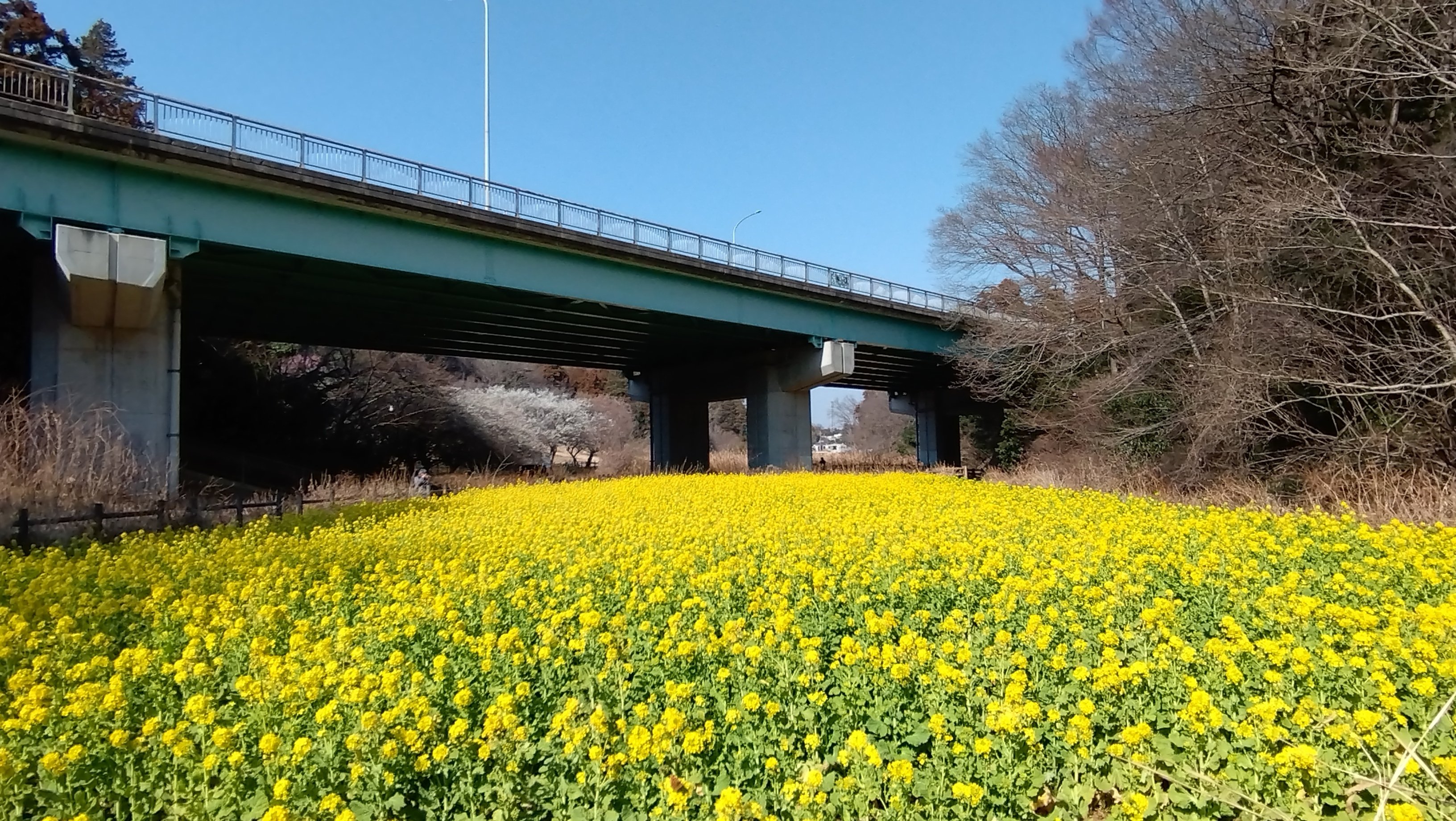 神奈川Short Trip】ちょっとマニアックな横浜の菜の花畑スポット