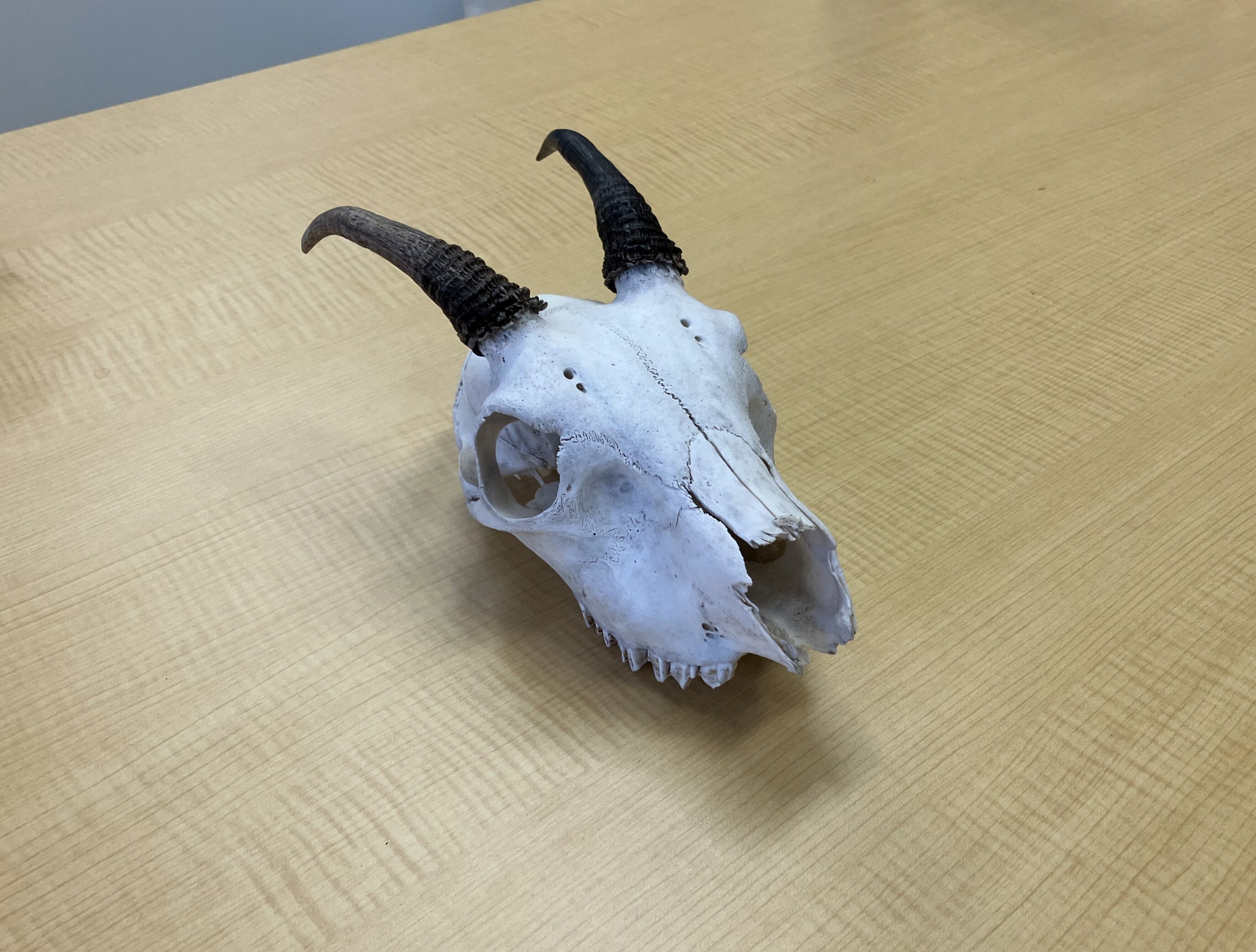 カモシカを見て、カモシカを知り、カモシカを伝える｜東京農工大学