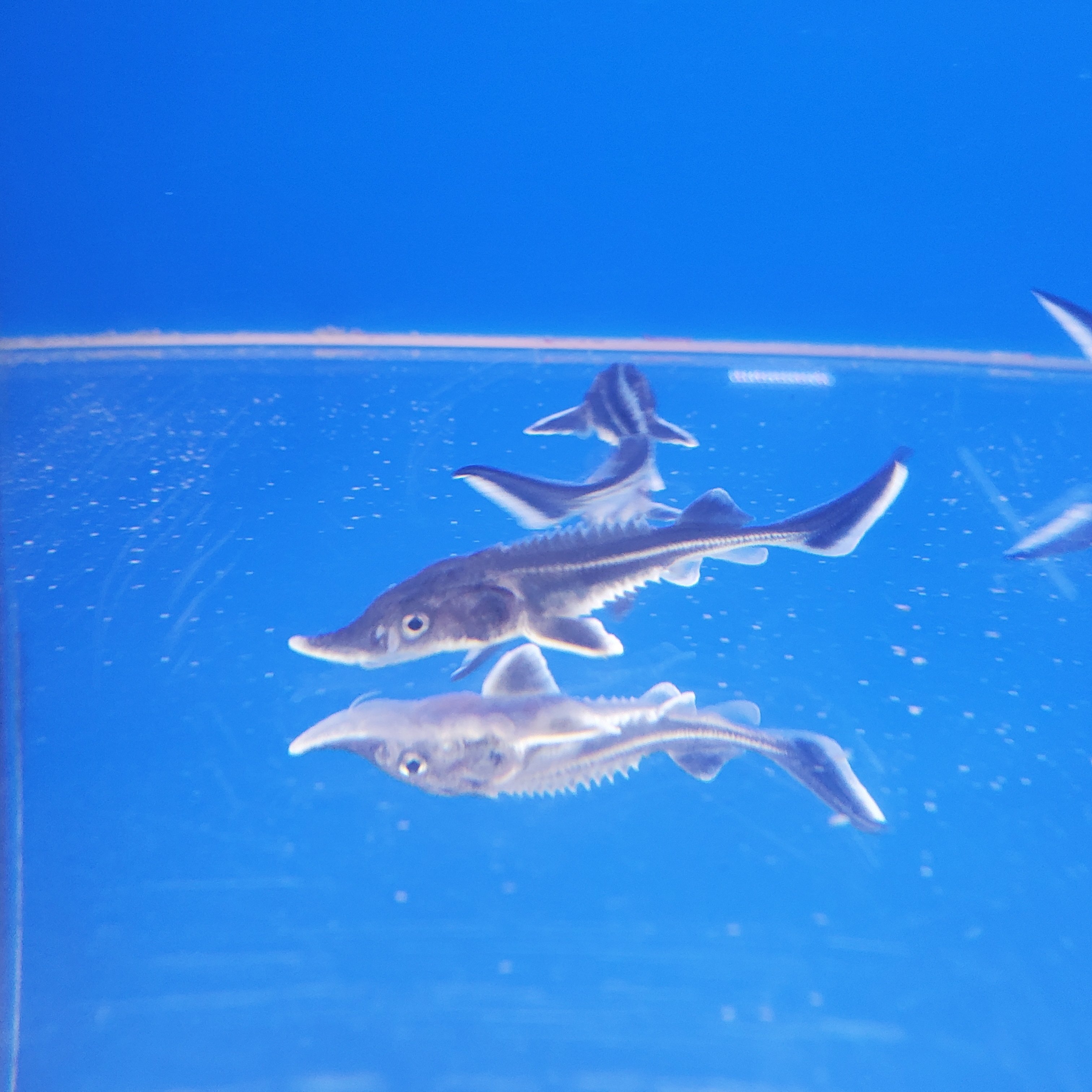 サメちゃうで！チョウザメ｜moss paradise3055（モスパラ）