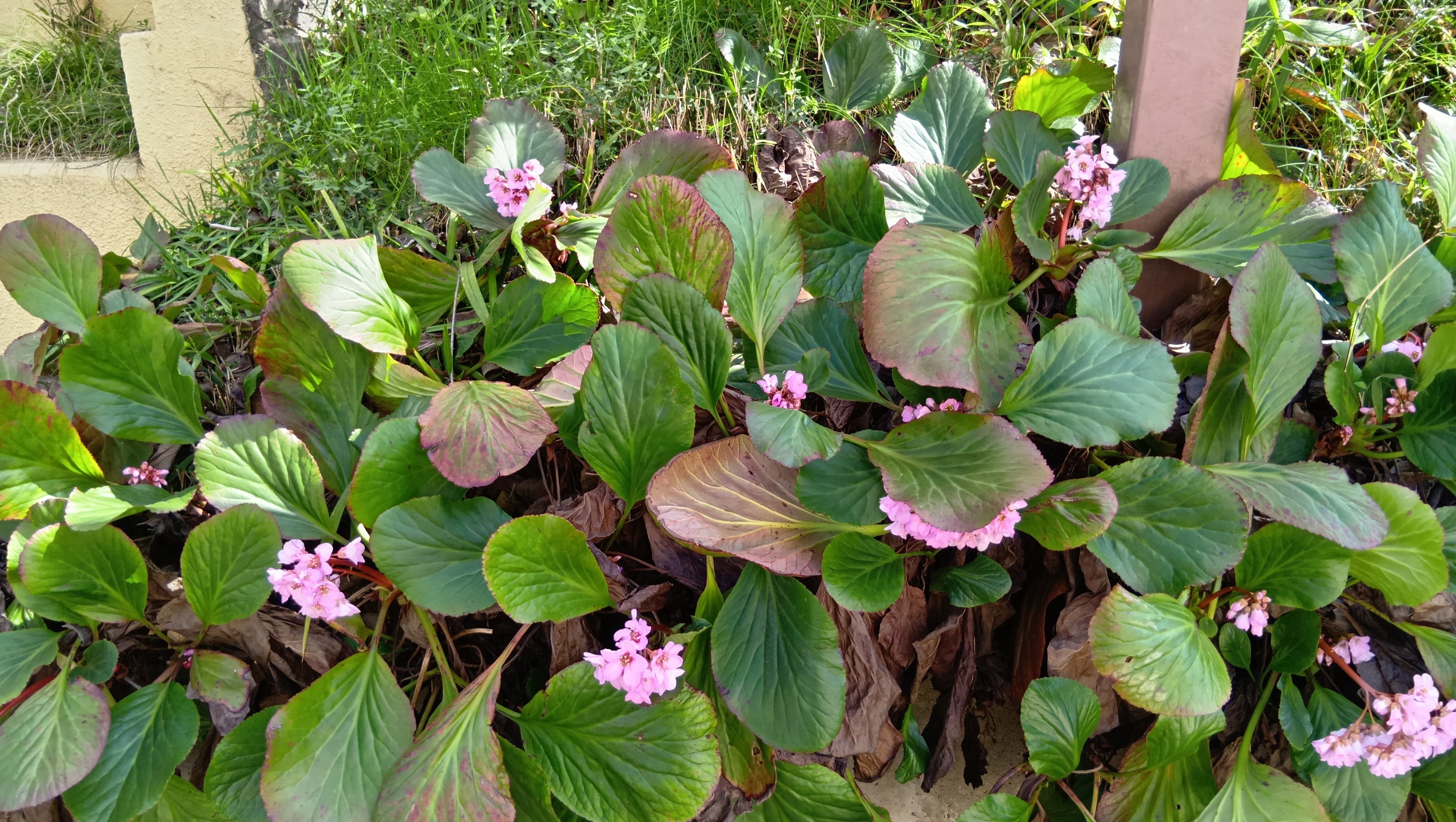 山野草 斑入りヒマラヤユキノシタ大株2芽立 ヒマラヤユキノシタ 新