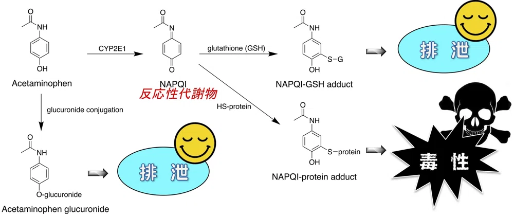 napqi glutathione mechanism Introduction to Reactive Metabolites for Beginners: Basics, Risks, and Countermeasures｜Pharma Insight Lab Energy Supplements DOSAGE:10mg Should Glutathione Be Refrigerated?