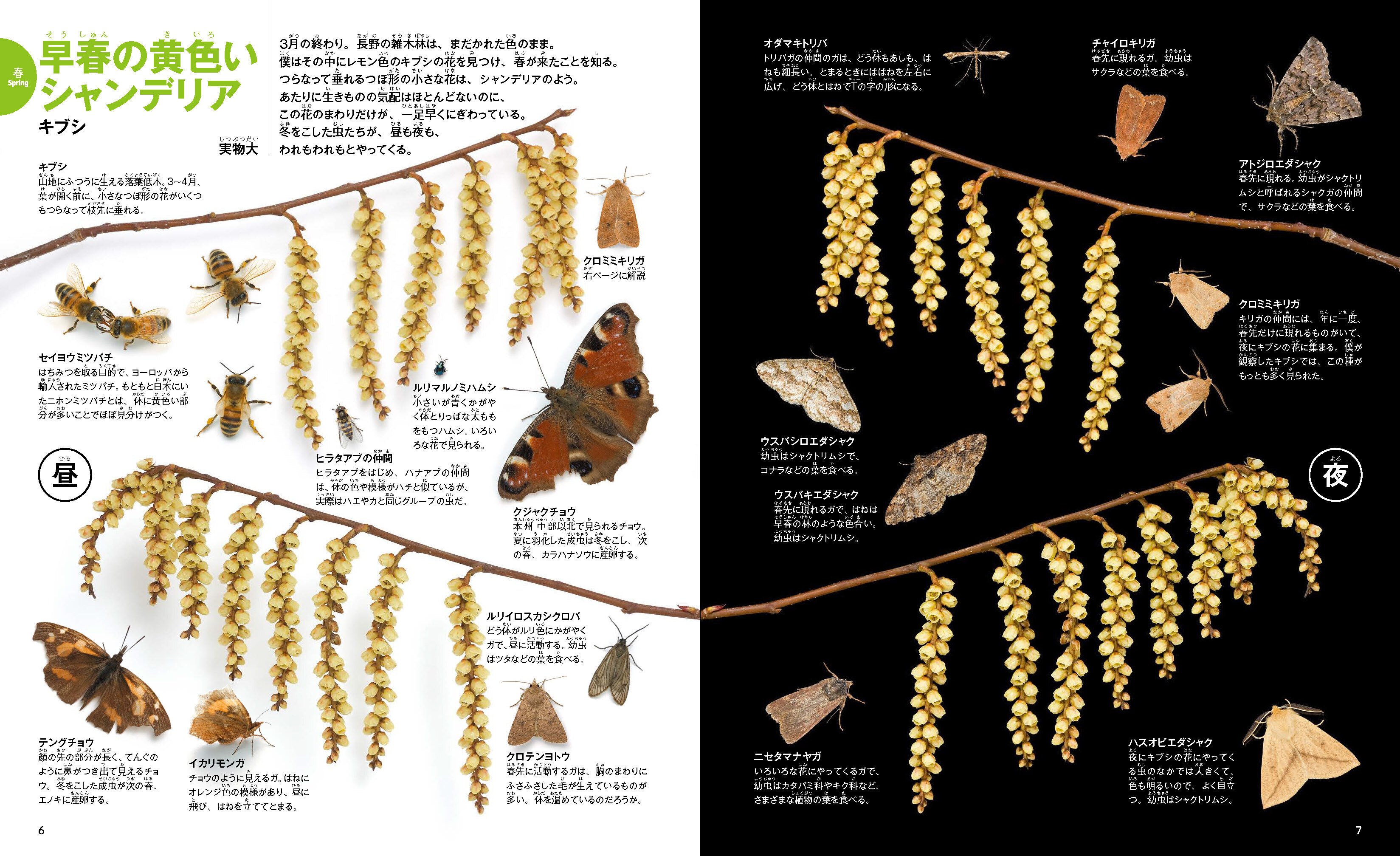 立体絵画の「紫陽花と近寄る昆虫」 紫陽花と近寄る昆虫