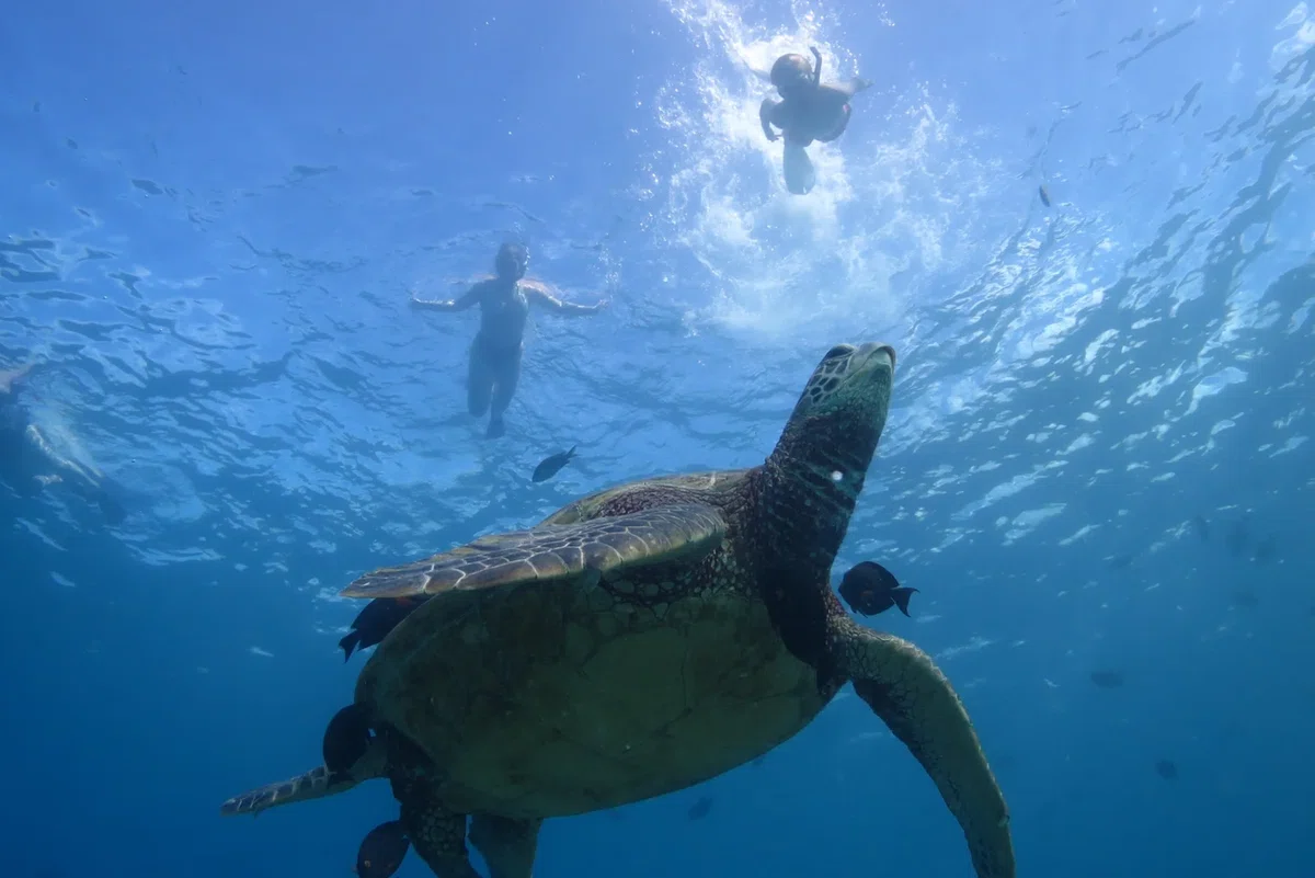 ワイキキ沖 ウミガメシュノーケリング