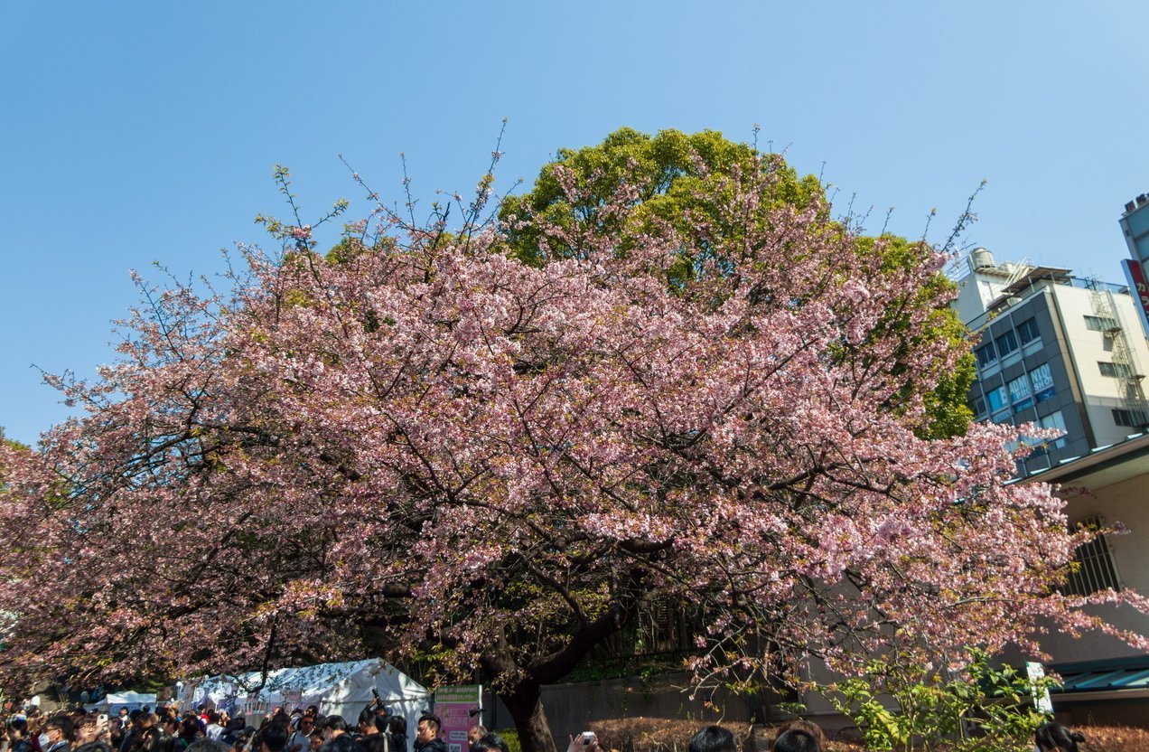 LUMIX TZ99で行く「上野公園の早咲き桜」と「上野動物園