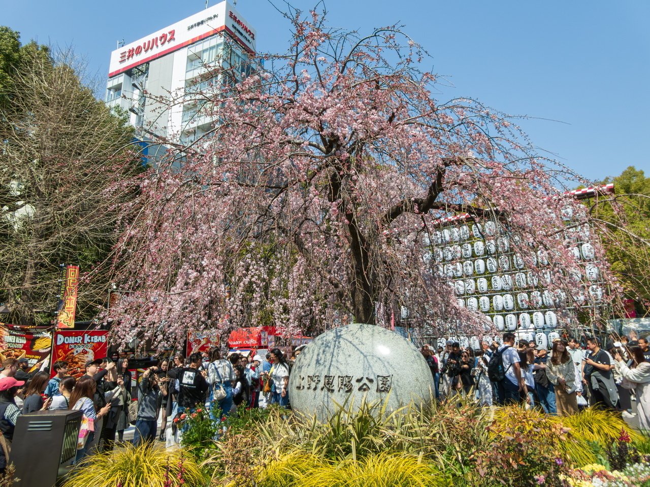 LUMIX TZ99で行く「上野公園の早咲き桜」と「上野動物園