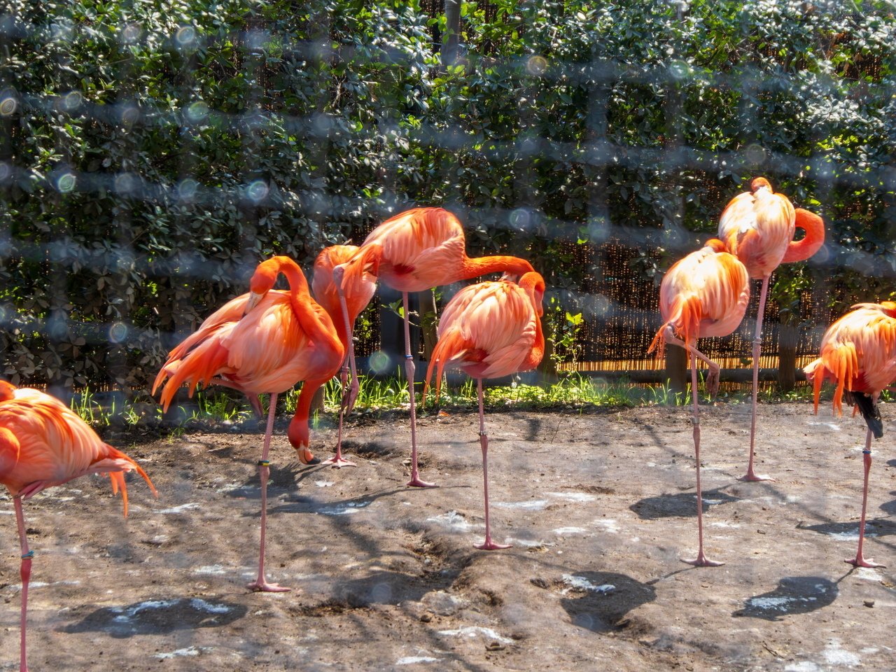 LUMIX TZ99で行く「上野公園の早咲き桜」と「上野動物園