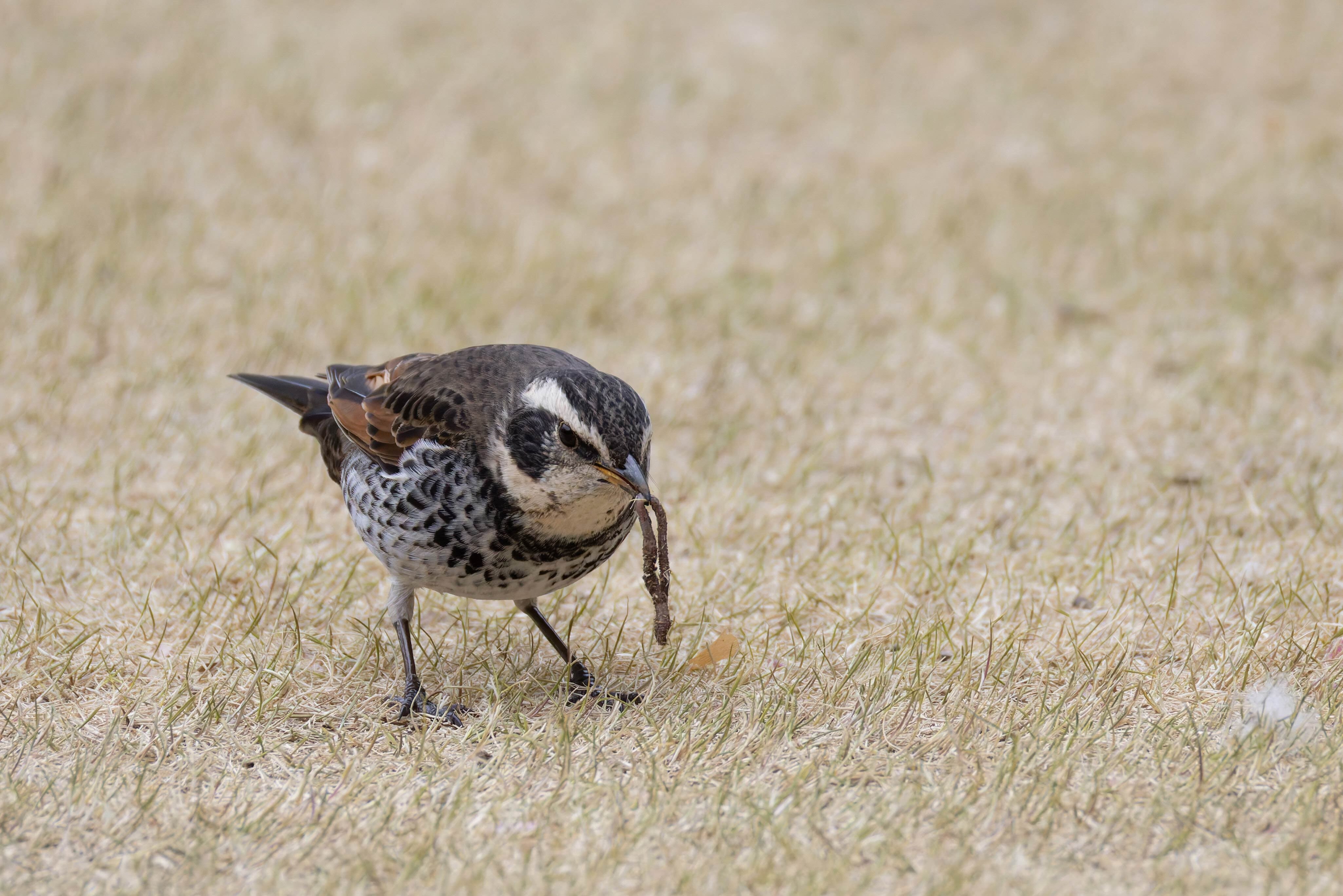 日本で観察できる鳥の数は600種超！【JAPANバード王国#3】｜東スポnote