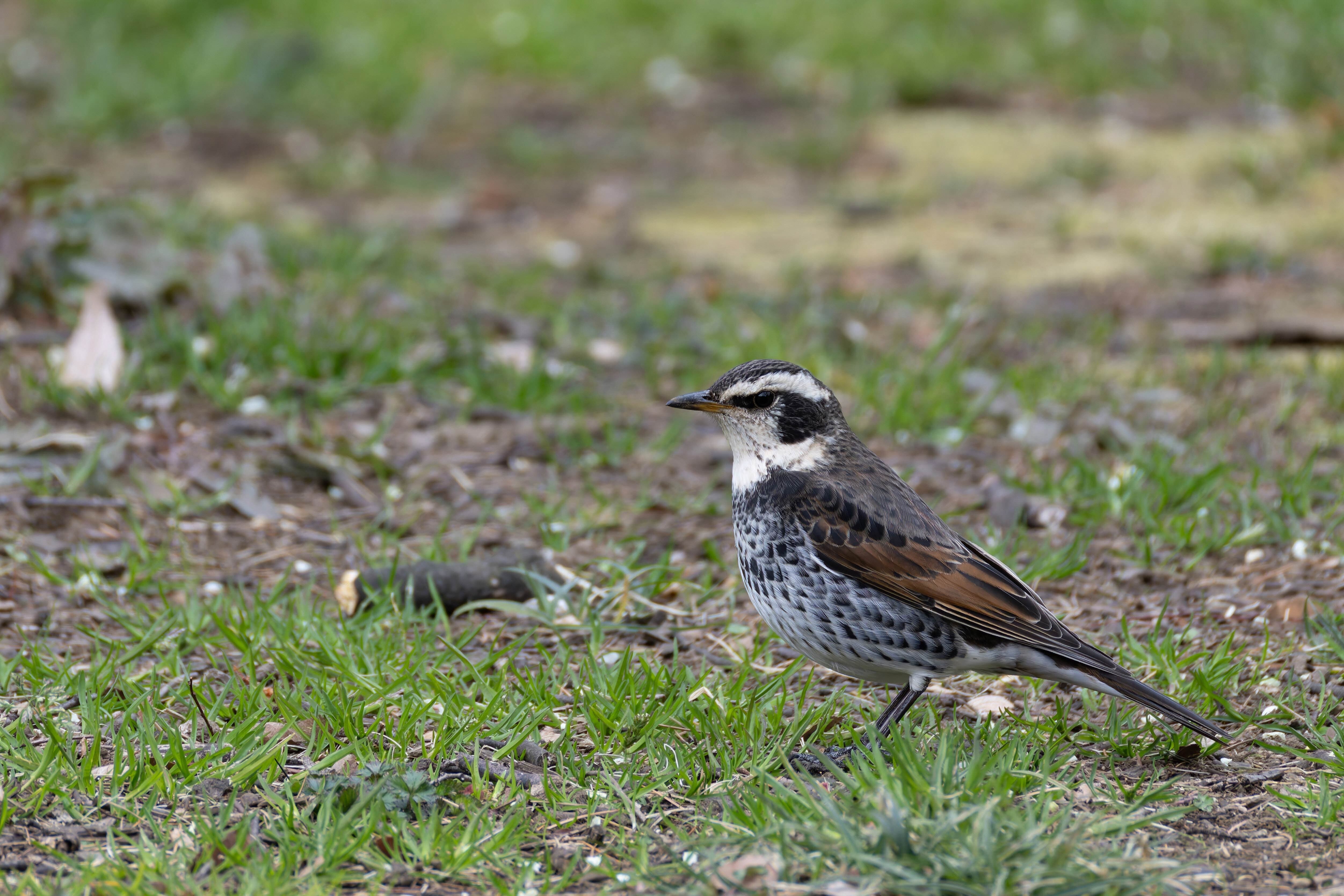 日本で観察できる鳥の数は600種超！【JAPANバード王国#3】｜東スポnote