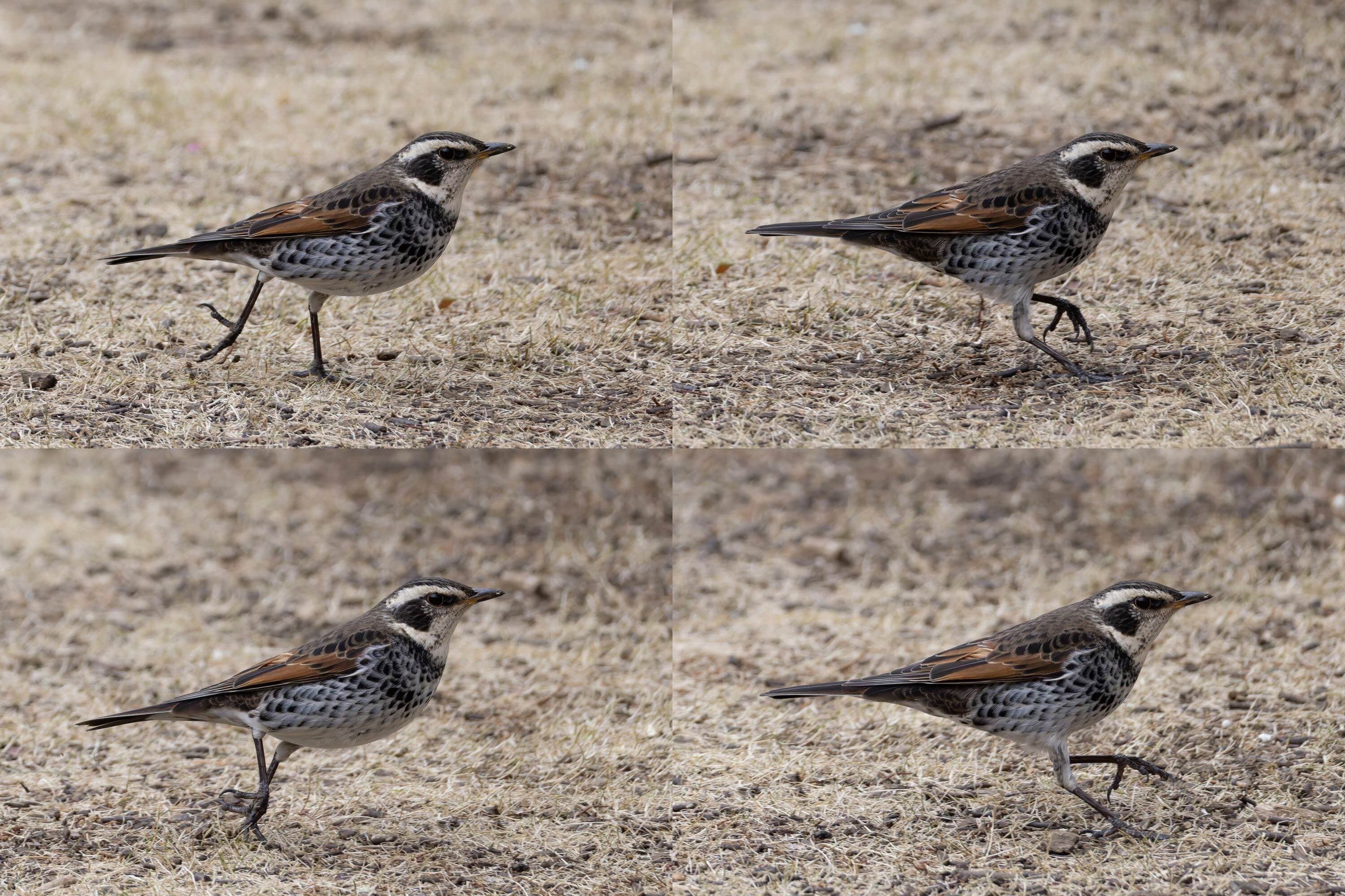 日本で観察できる鳥の数は600種超！【JAPANバード王国#3】｜東スポnote
