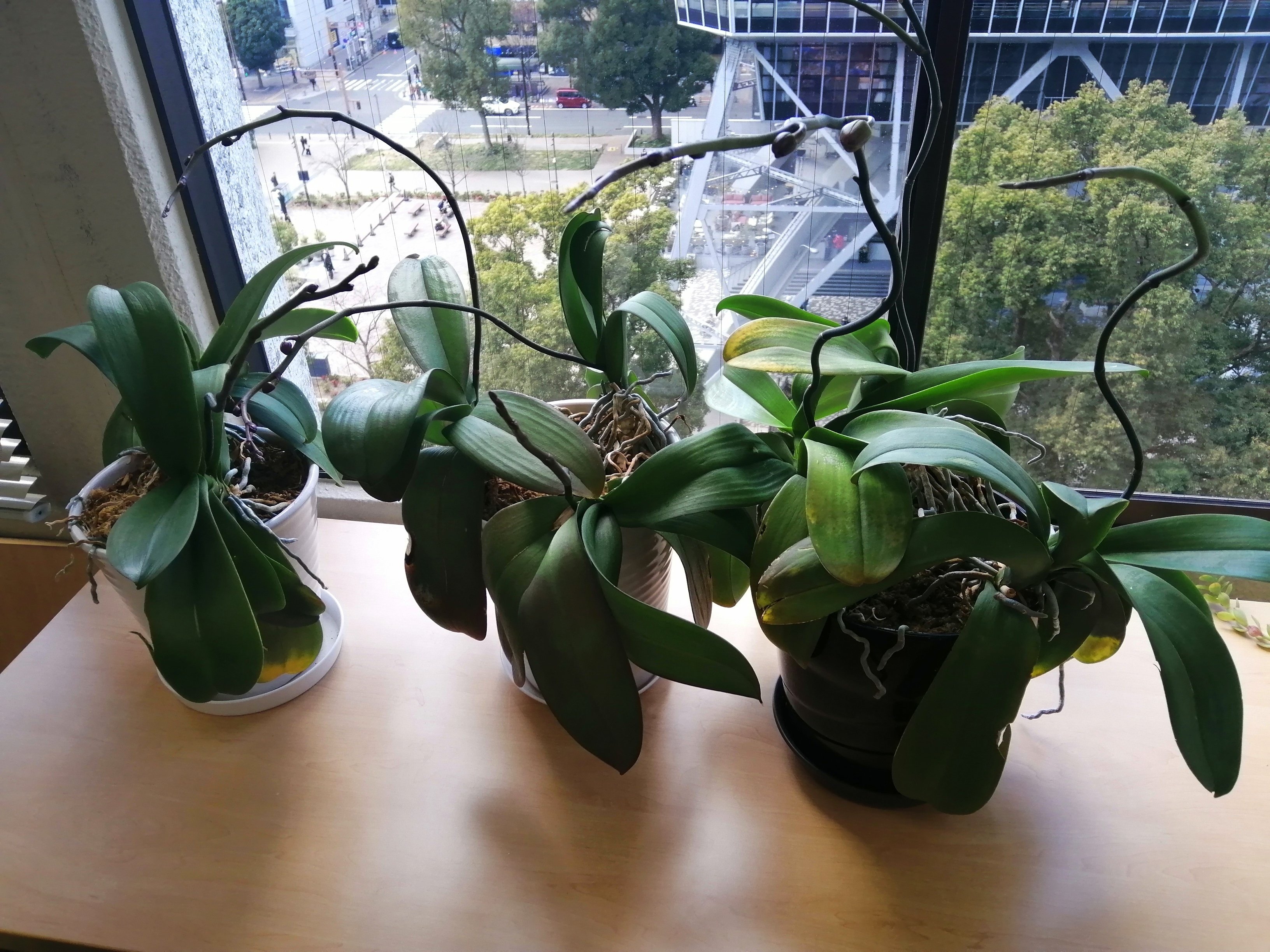 色変わり胡蝶蘭 鉢ごと発送 1回切りのお試し商品：10月末発送予定】胡蝶蘭 苗2株セット 再生