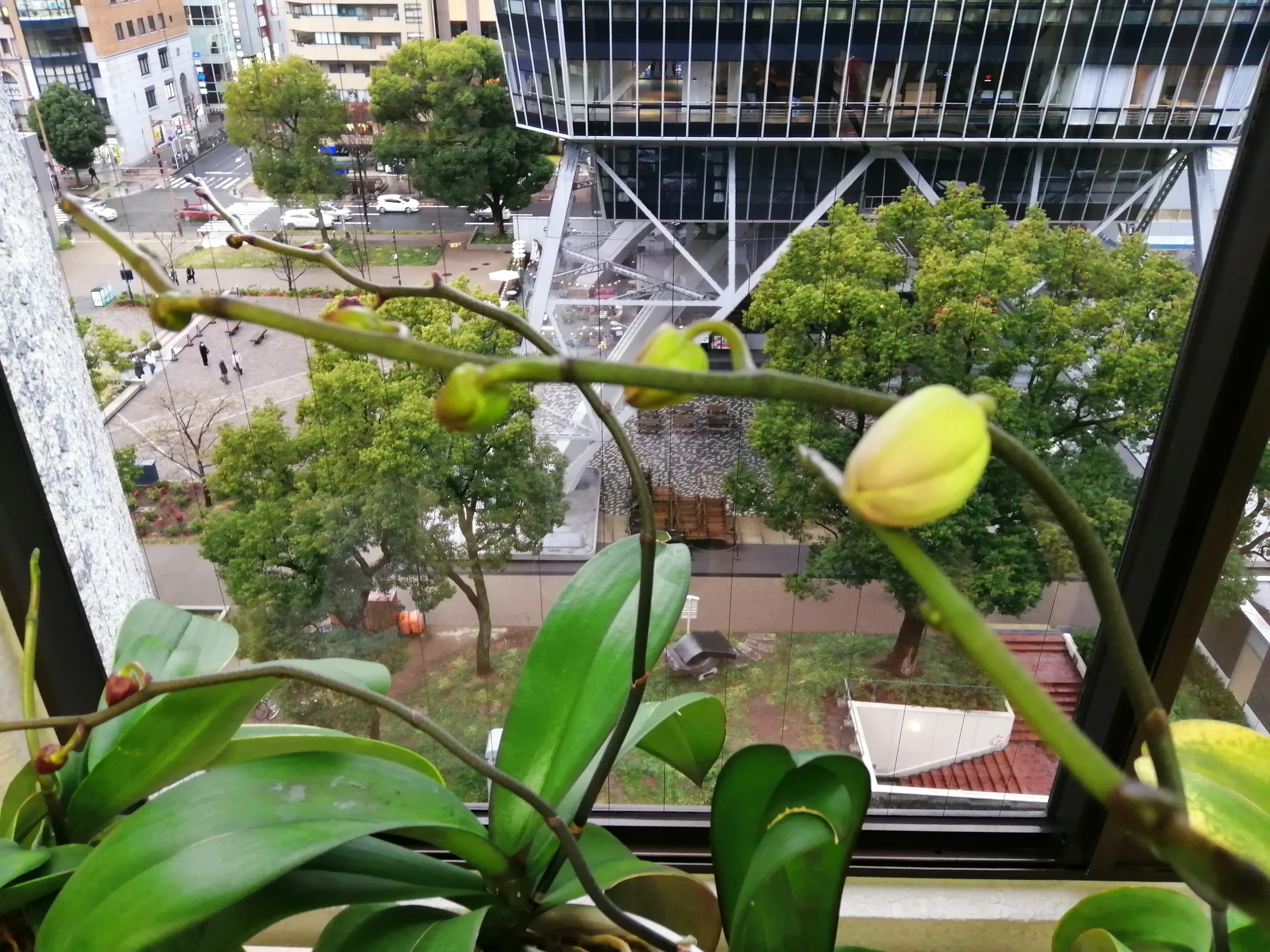 もらった胡蝶蘭が4回目！開花しました｜ADPUB