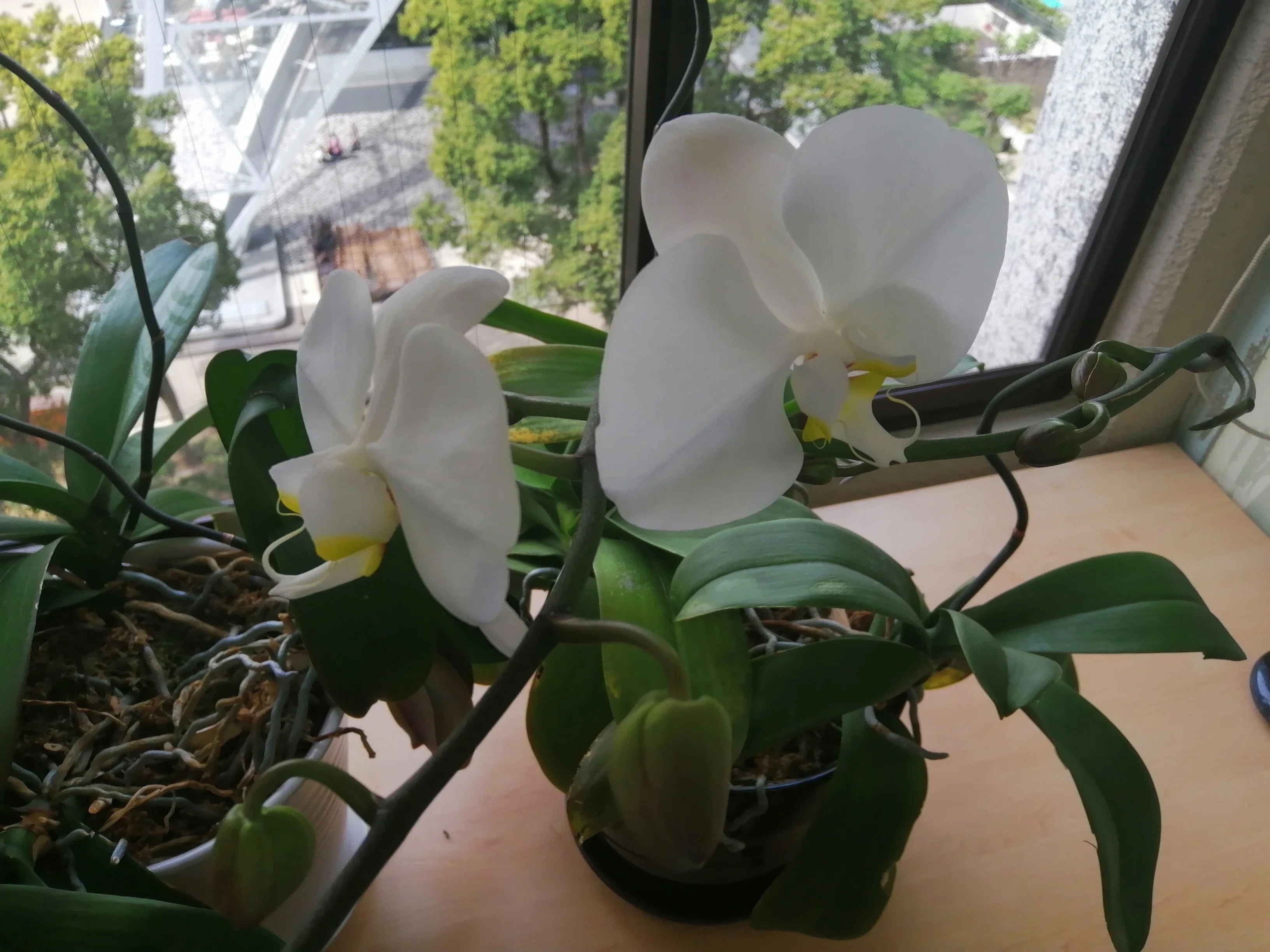 もらった胡蝶蘭が4回目！開花しました｜ADPUB