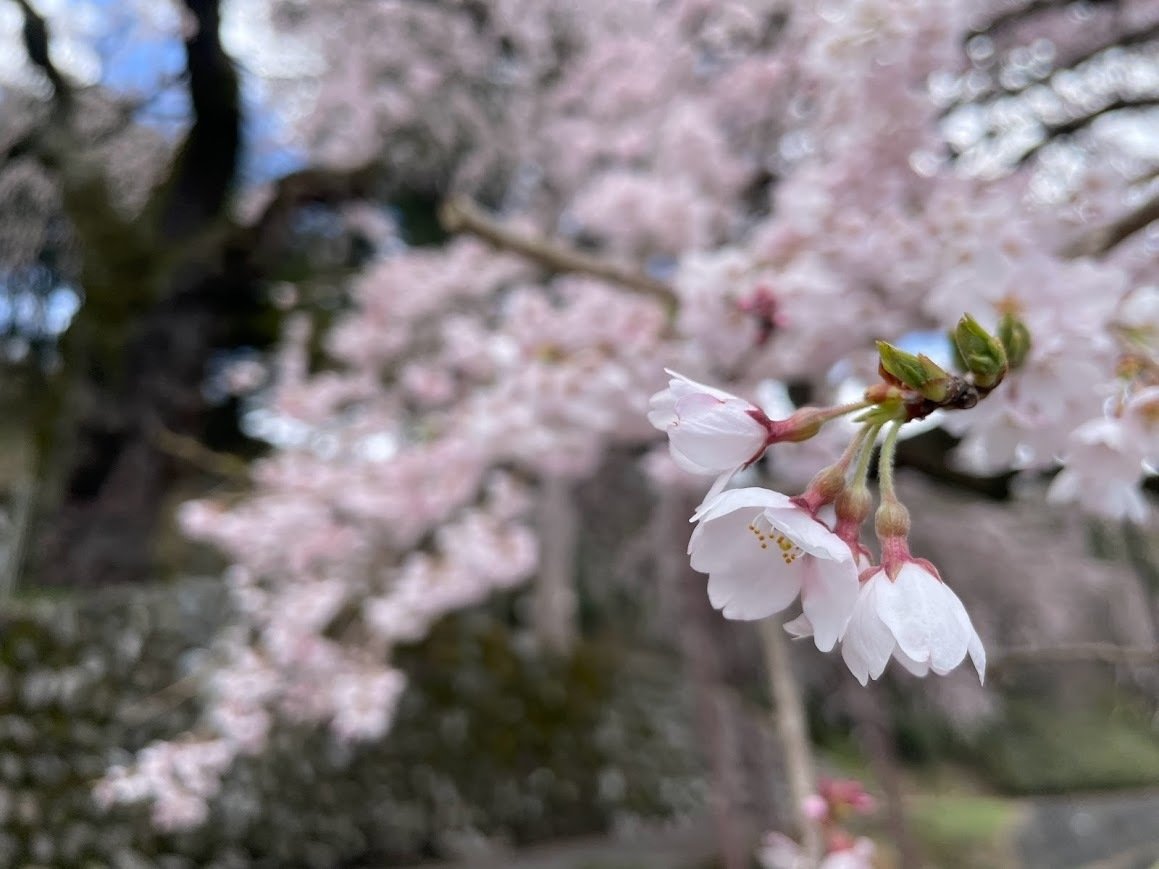 iPhone - 桜様　iphone3台口 桜様 iphone3台口