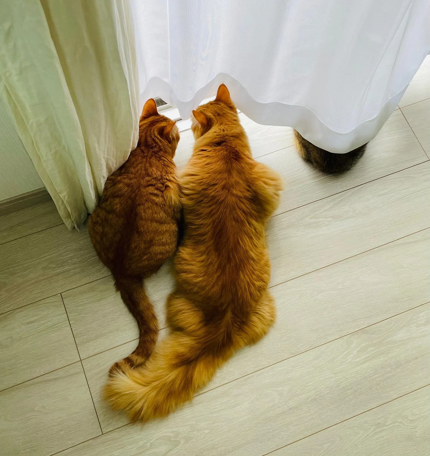 本日の猫たち #475（新入りと対面、4日目）｜MIU