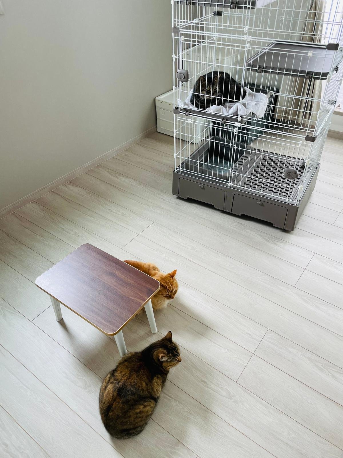 本日の猫たち #475（新入りと対面、4日目）｜MIU