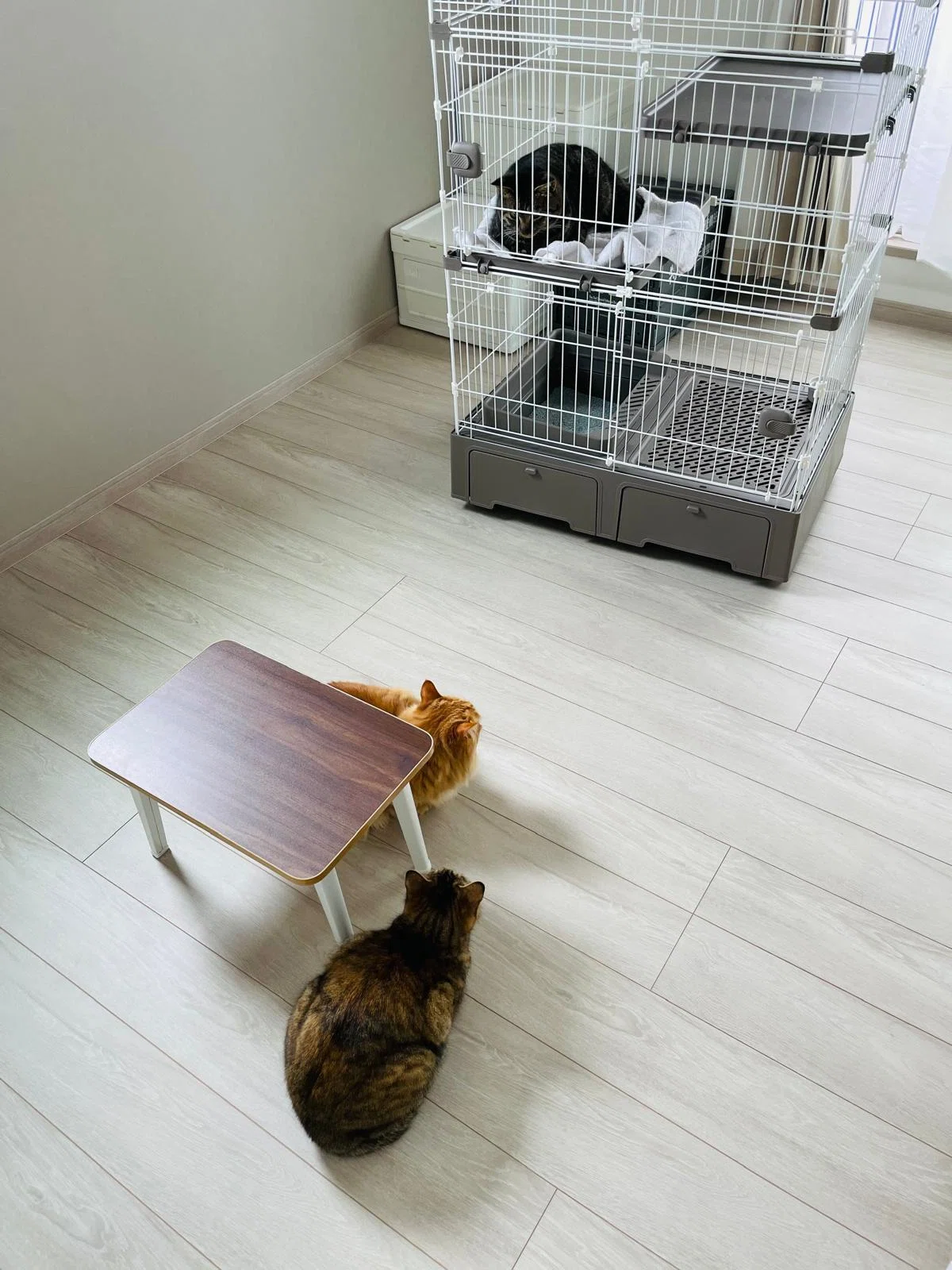 本日の猫たち #475（新入りと対面、4日目）｜MIU