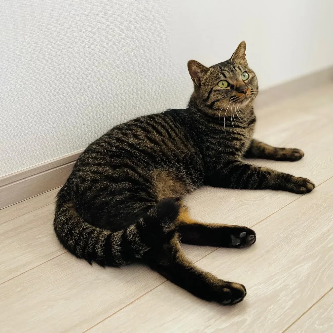 本日の猫たち #475（新入りと対面、4日目）｜MIU