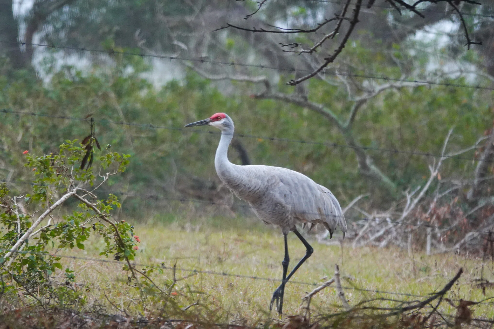 フロリダ編②】サニベル島～鳥の楽園とシェルビーチ、危ない虫｜とみー＠NY
