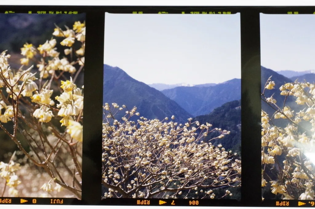リバーサルフィルム現像あがってきた。PENTAX645NII FUJI PROVIA100F