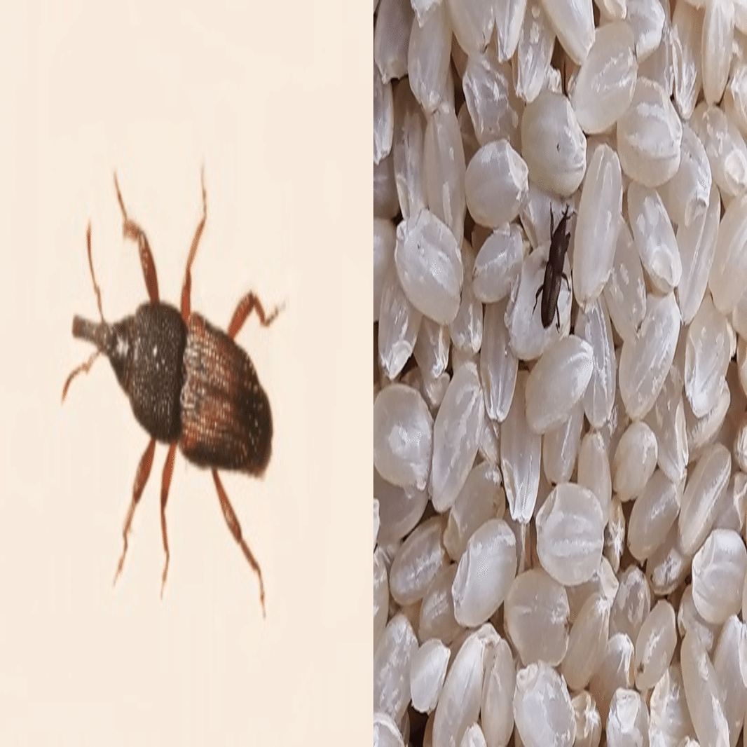 お米大好き虫、コクゾウムシ～安いときの買いだめは要注意！｜KINCHO 大日本除虫菊株式会社