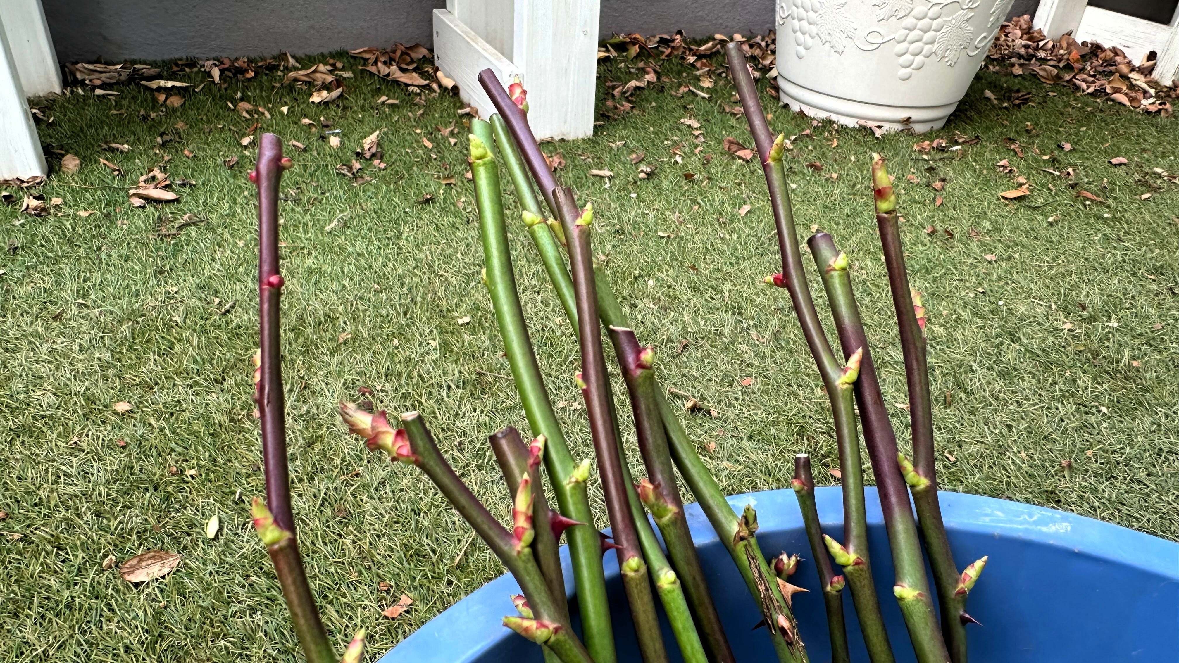 バラの挿し木苗、一撃で台無しになるのはこんな時｜[無農薬バラの育て