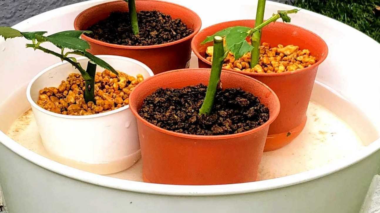 池田　バラ挿し木苗　ゆうぜん バラ挿し木苗ASAP対応