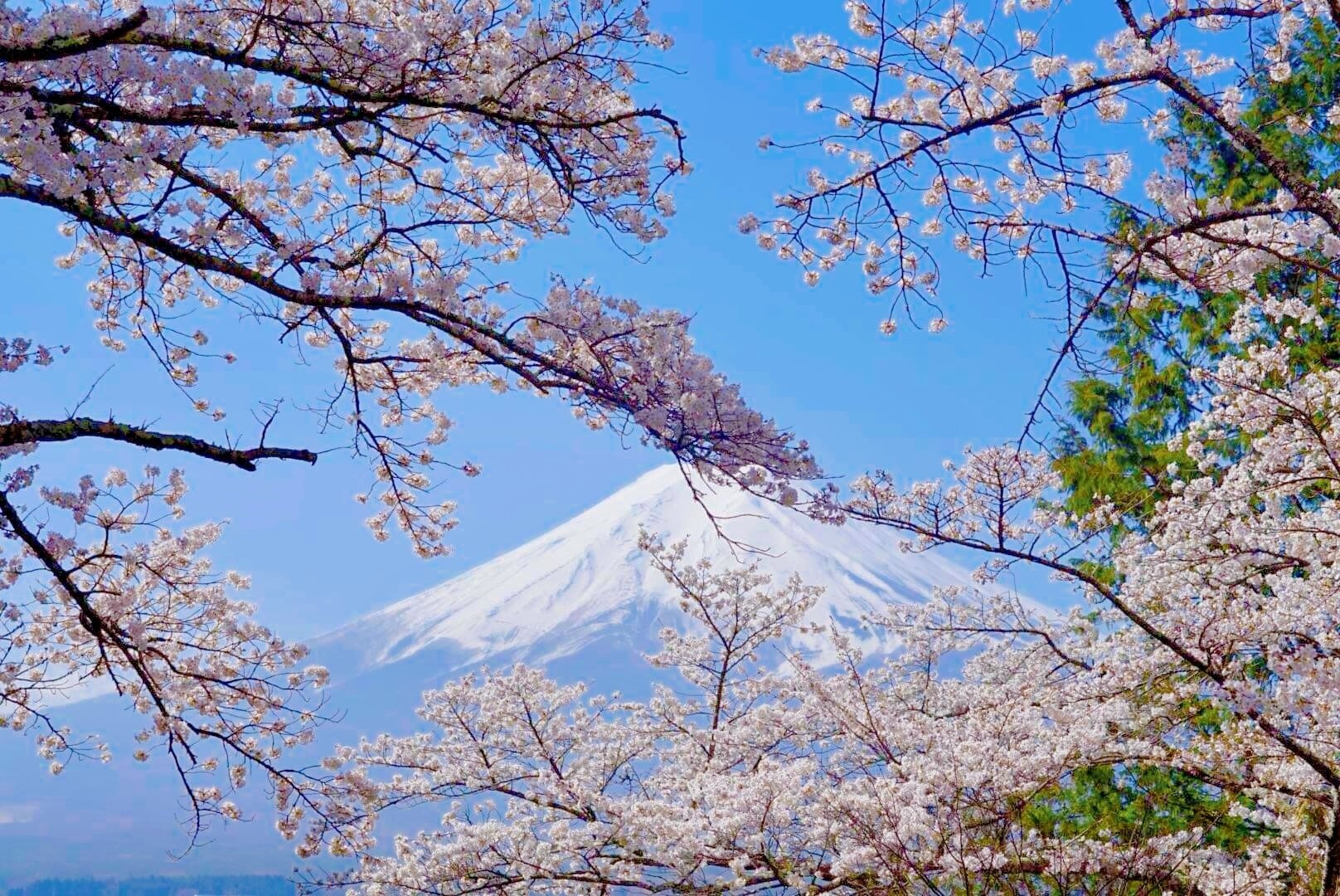 日本のお花見文化｜「My Tsurumi Story」by鶴見国際交流ラウンジ