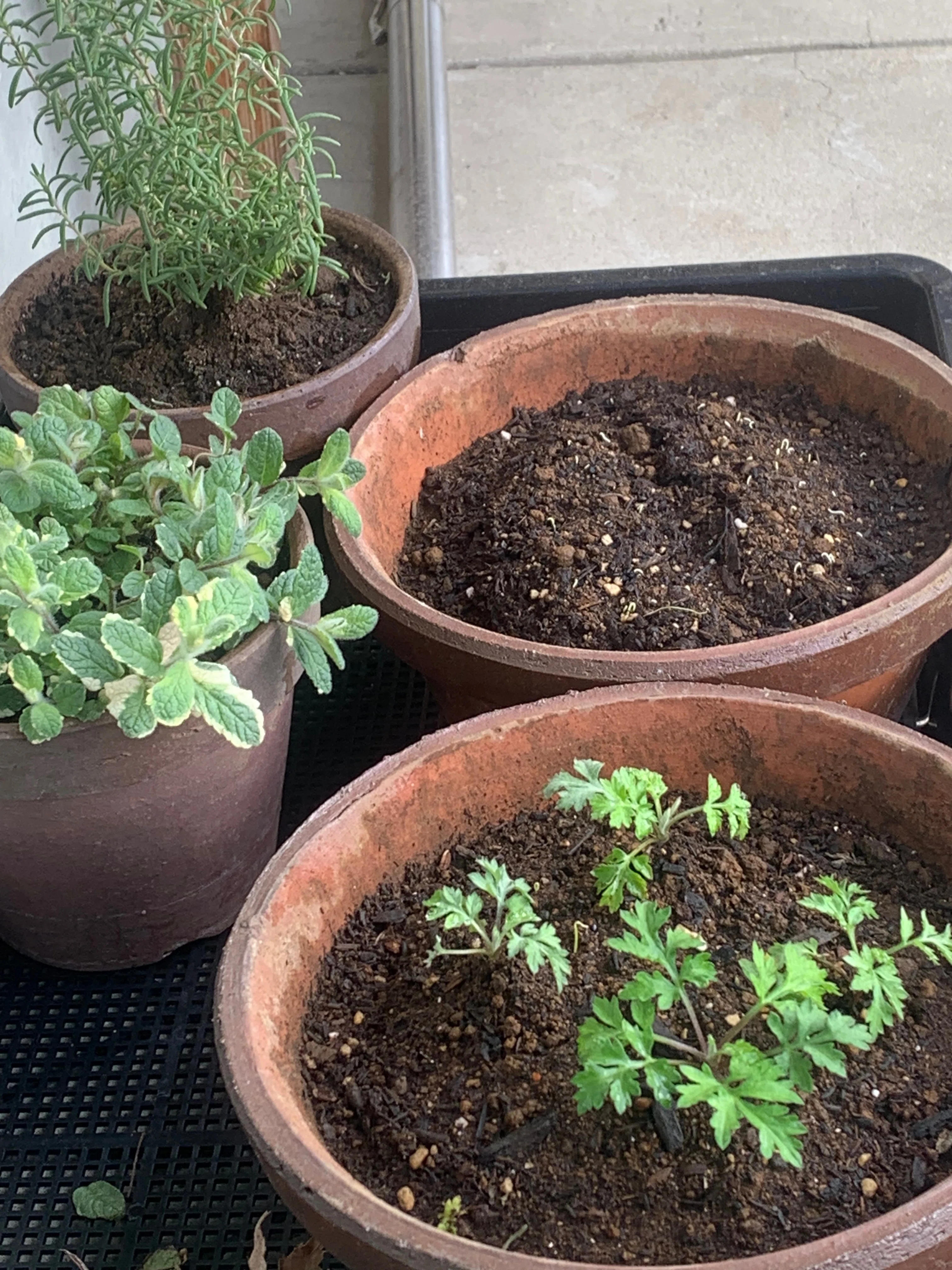 プランターにも雑草はやってくる｜あんころう