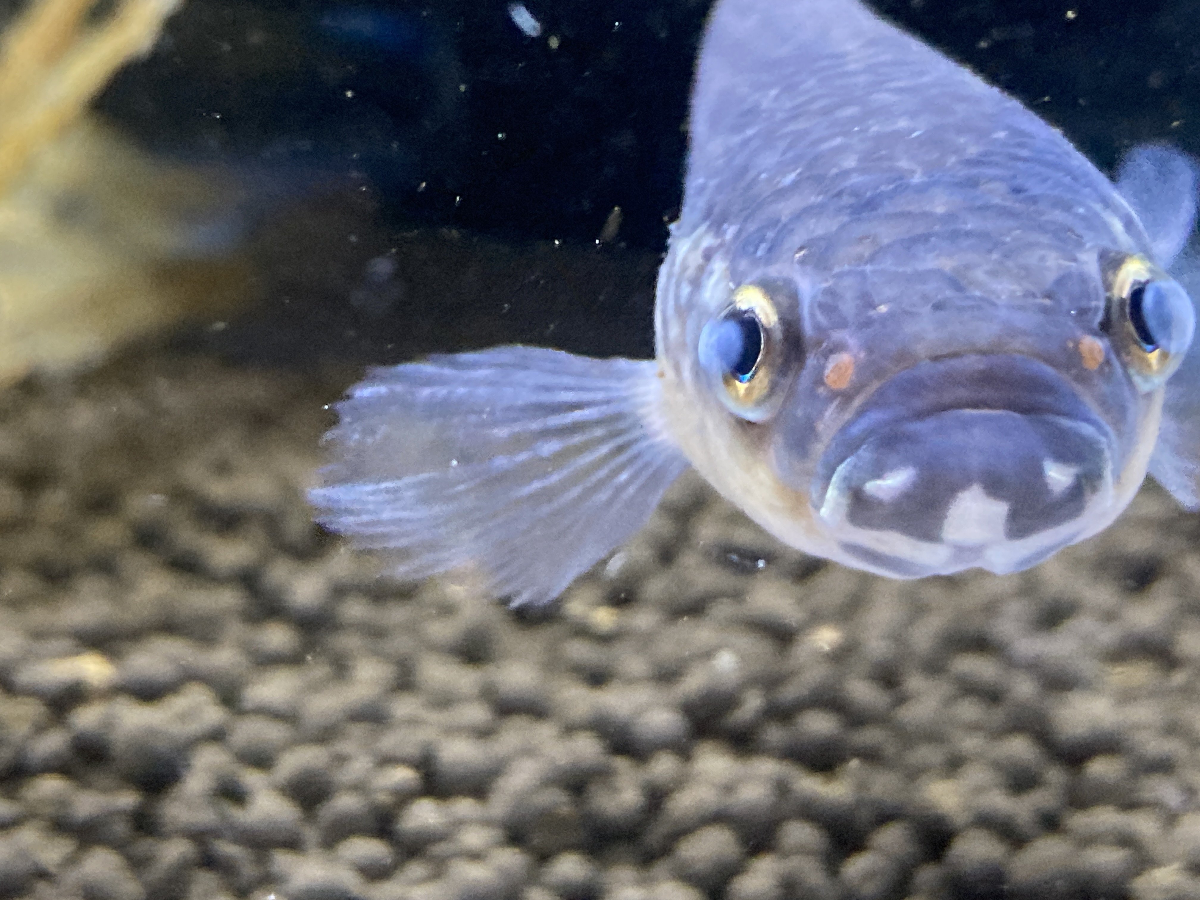 ワイルドベタ アントゥタについて飼育、注意点、繁殖等について