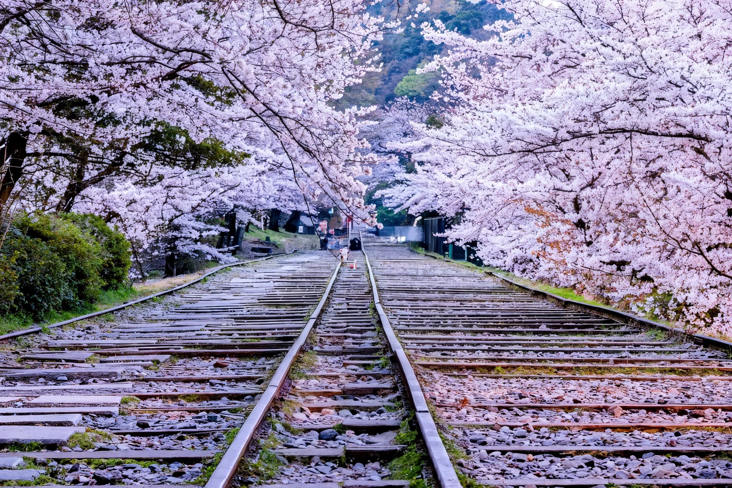 日本遺産 🌸桜前線🌸 全国各地のお花見スポット（2024.3.26更新