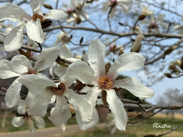 白(はく)モクレン 苗木 マグノリア 4年生 白木蓮 華やかな芳香コブシに