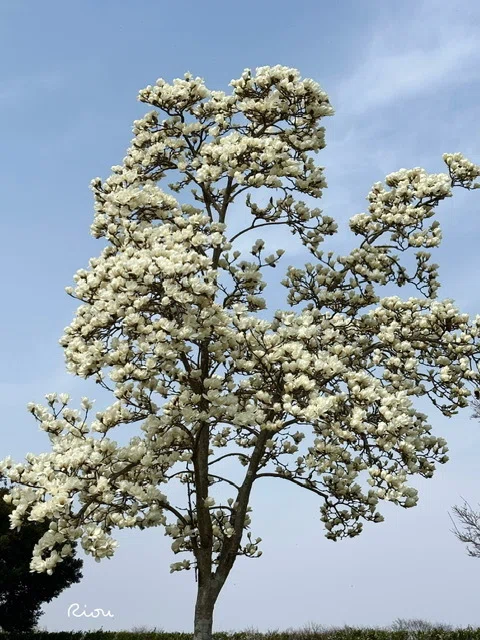 花言葉】白木蓮（ハクモクレン）Magnolia denudata｜璃桜（りおう