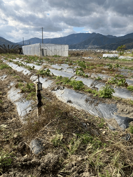 図集野菜栽培の基礎知識 新版 | 鈴木 芳夫 |本 | 通販 | Amazon