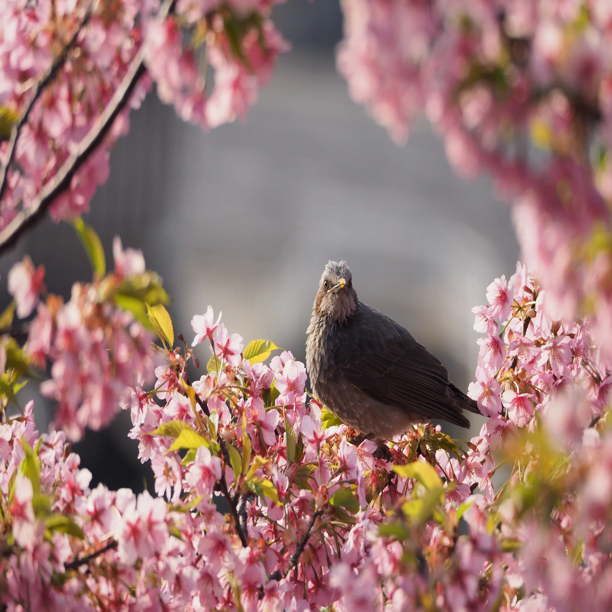 散歩のお供の野鳥撮影レンズ｜M.ZUIKO DIGITAL ED 75-300mm F4.8-6.7 