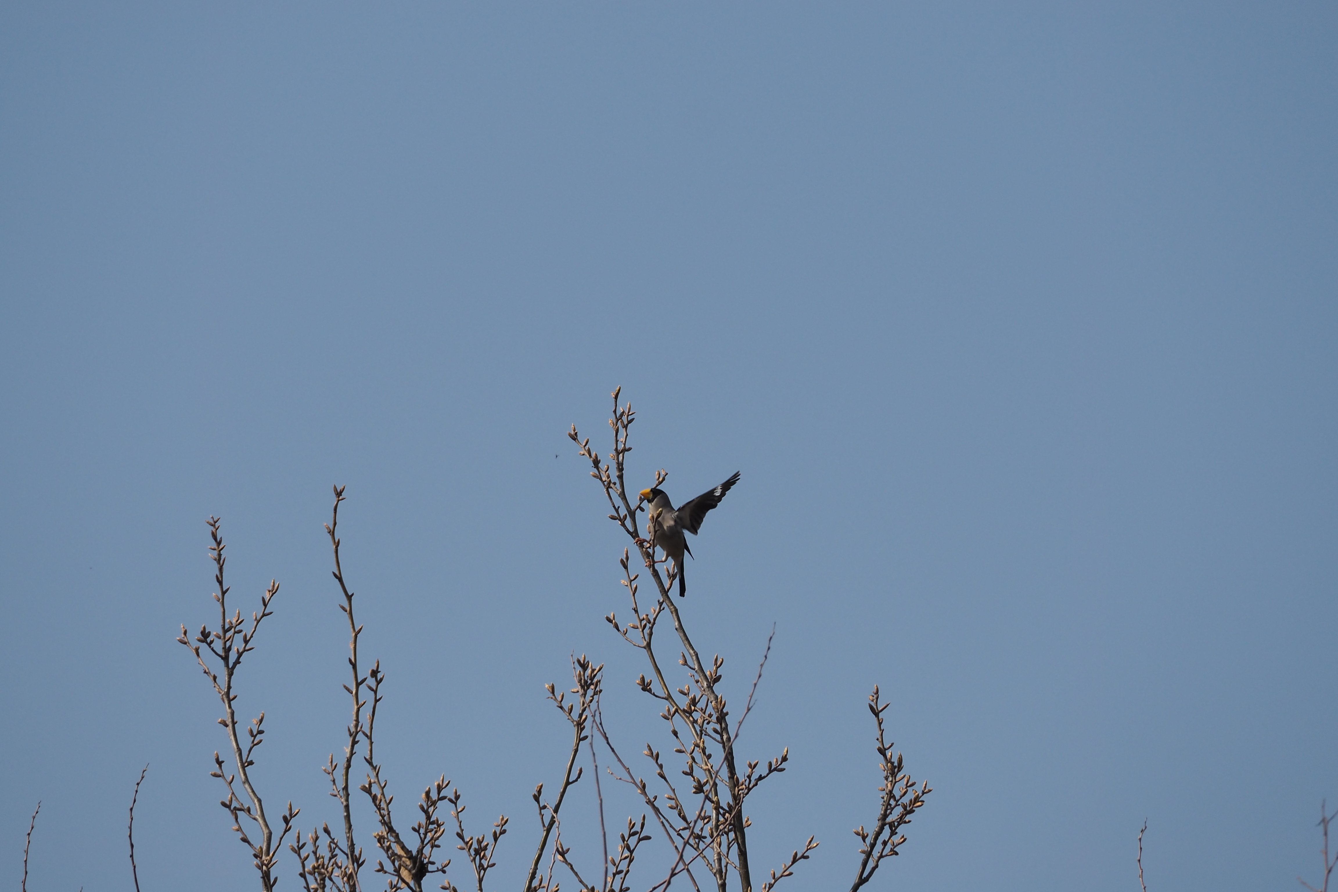 散歩のお供の野鳥撮影レンズ｜M.ZUIKO DIGITAL ED 75-300mm F4.8-6.7